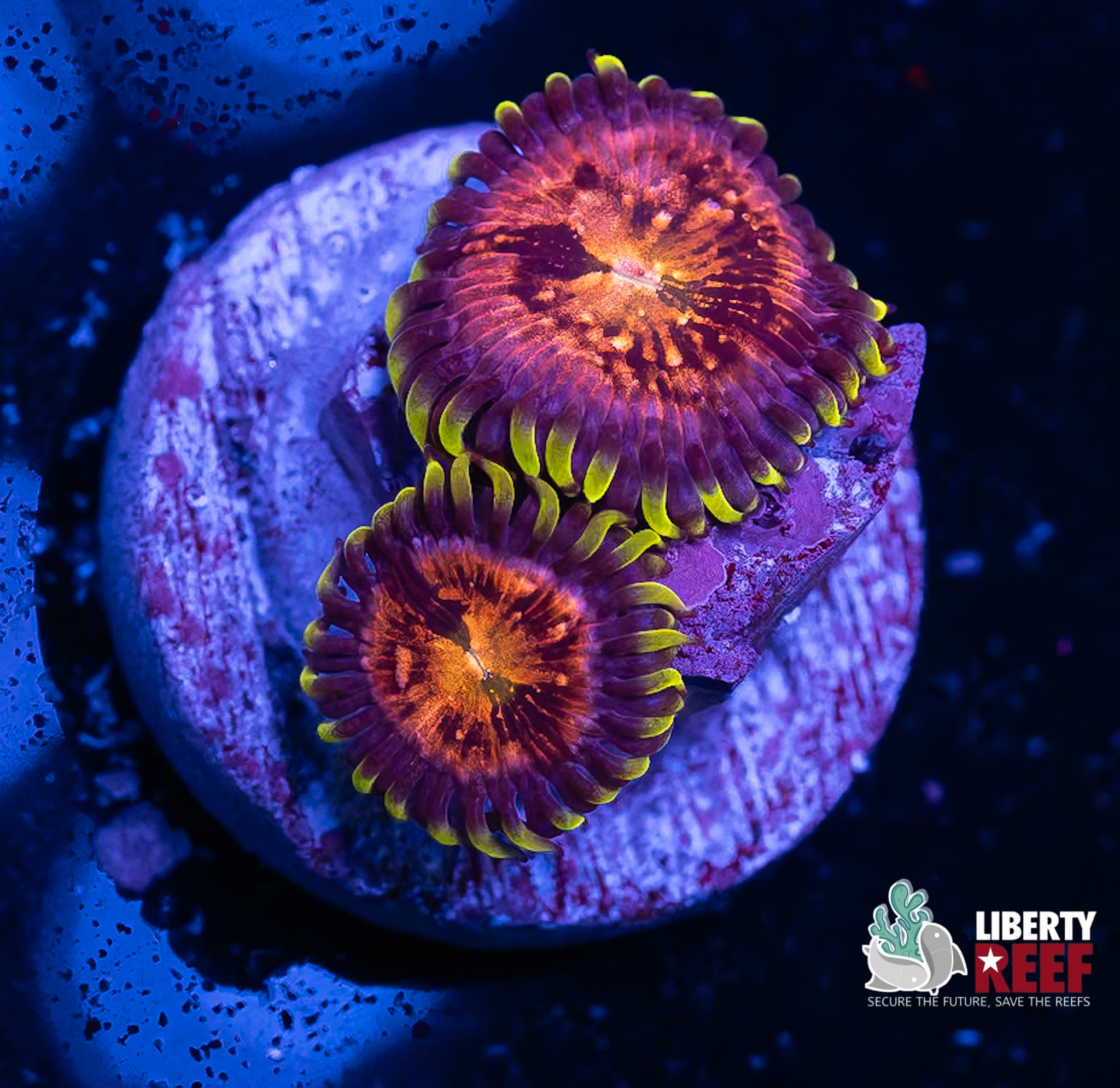Nirvana Zoas