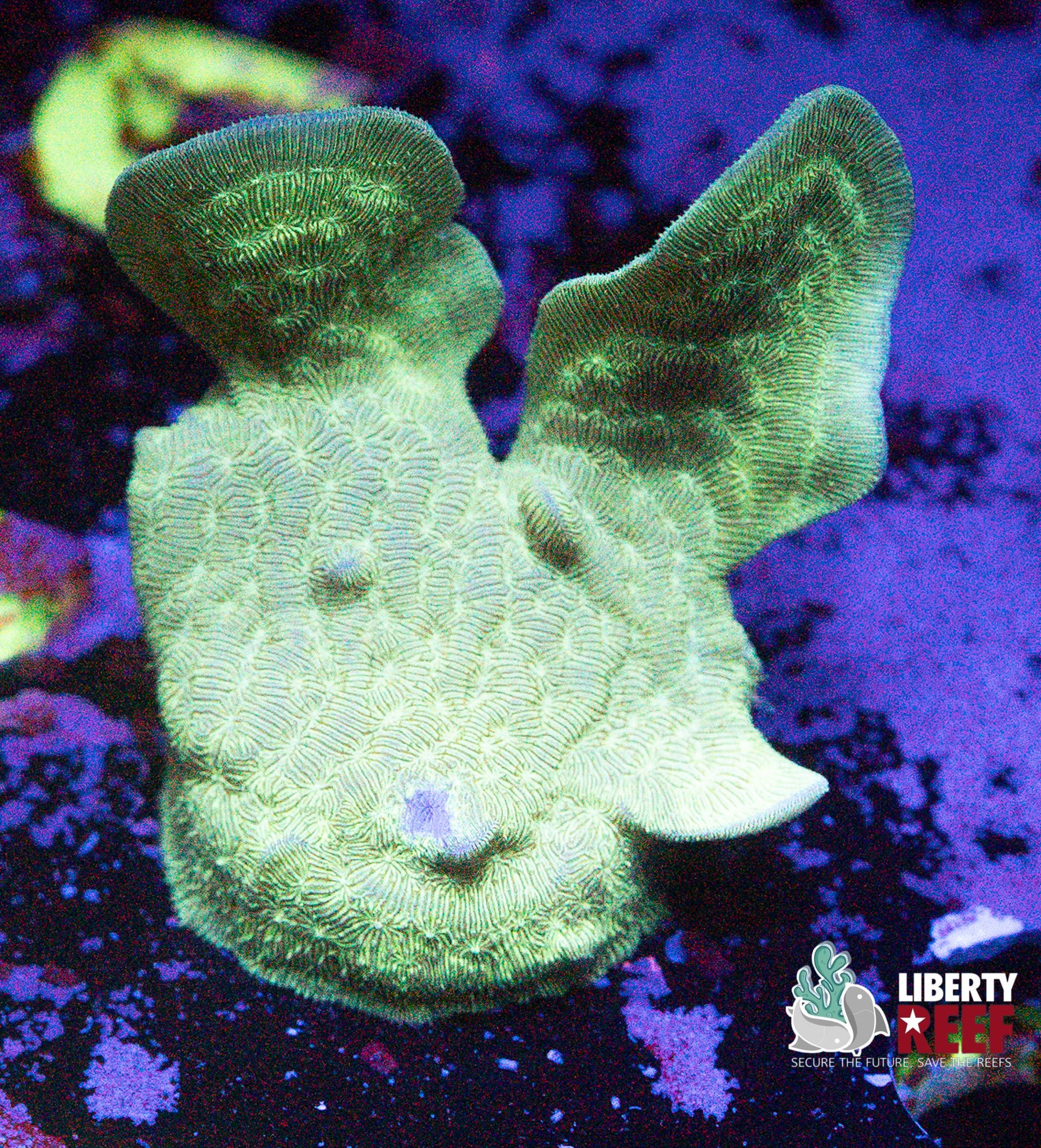Mint Green Branching Leptastrea