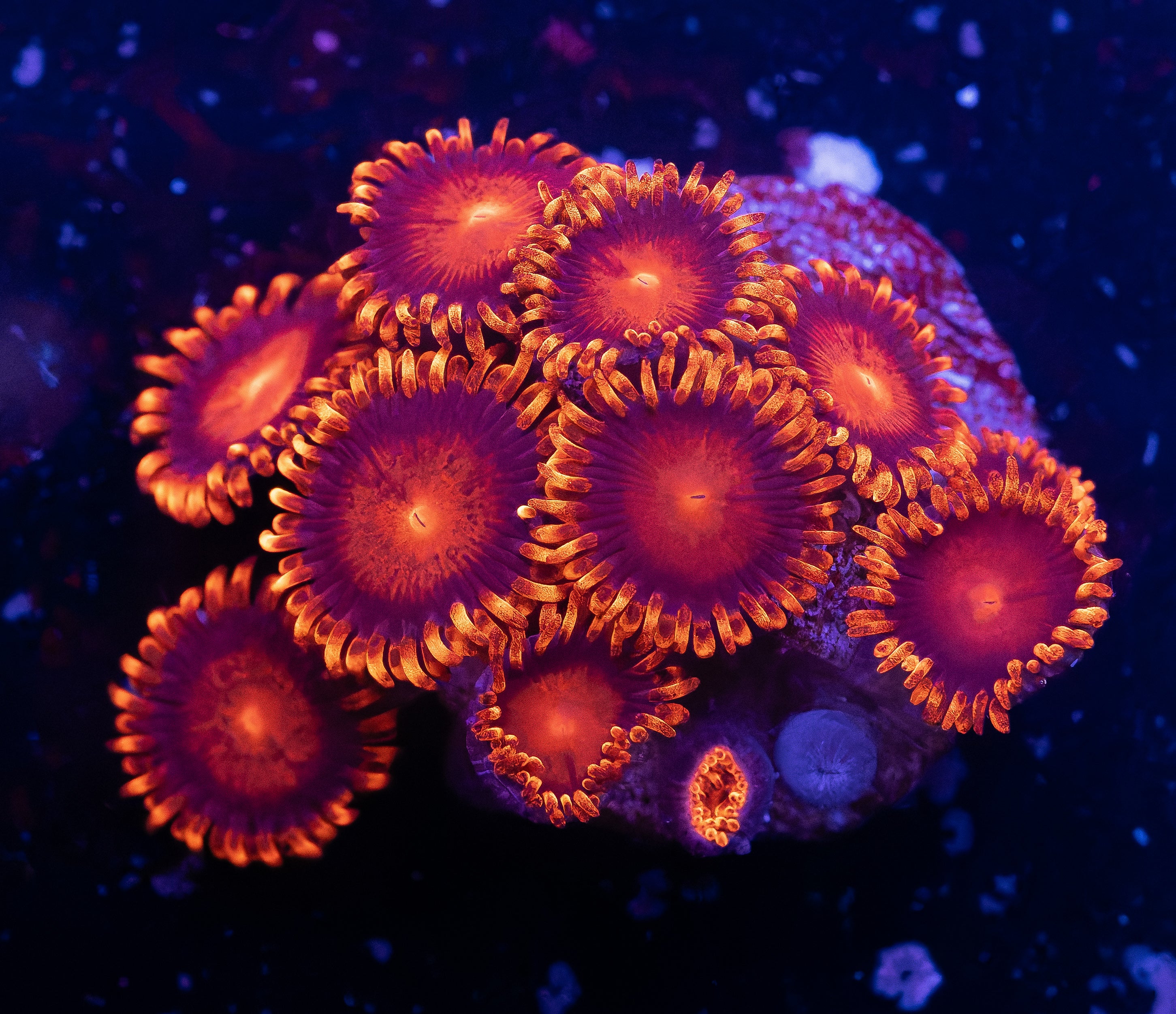 Bam Bam Zoas