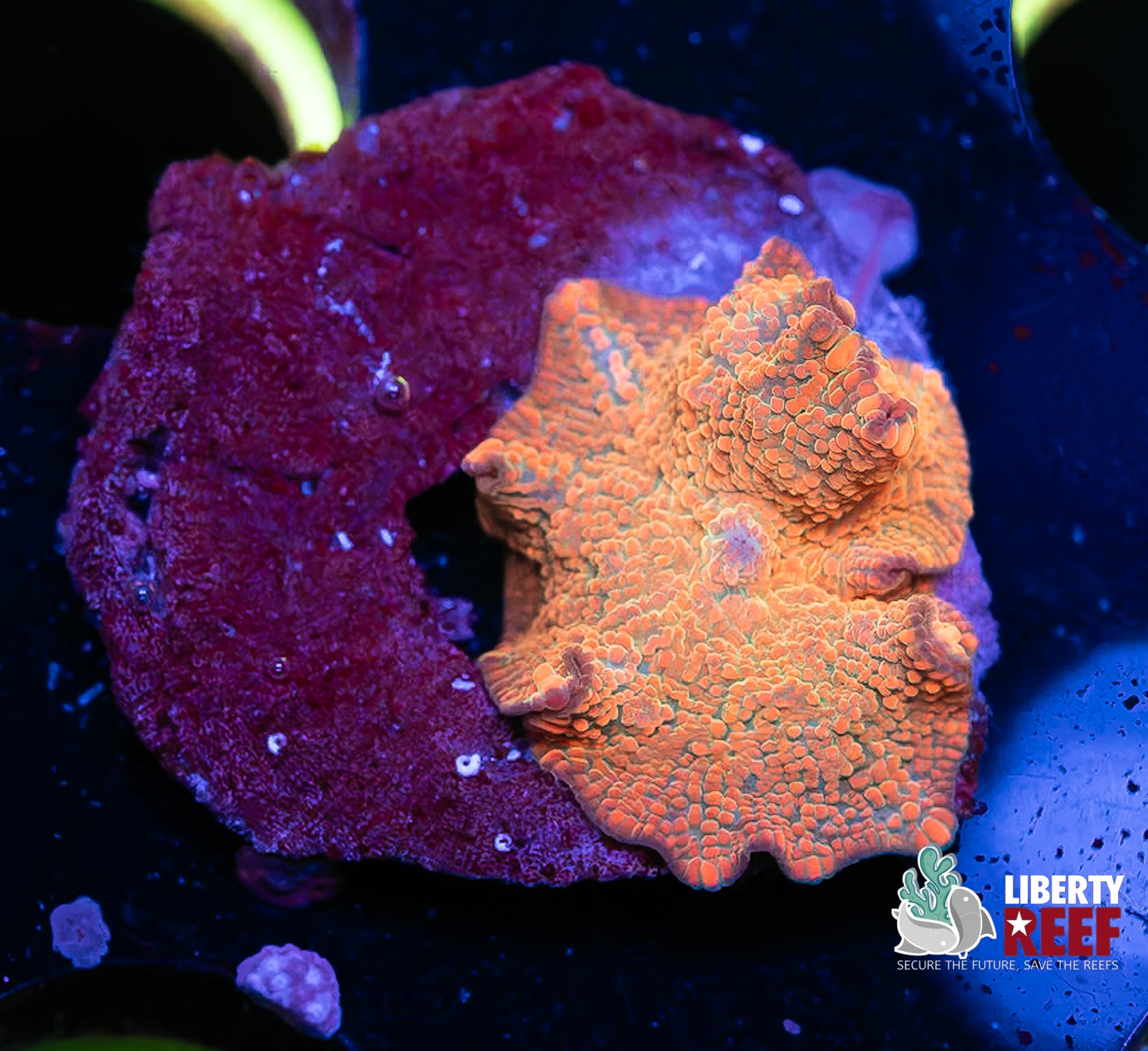 Burnt Mercury Disco Mushroom