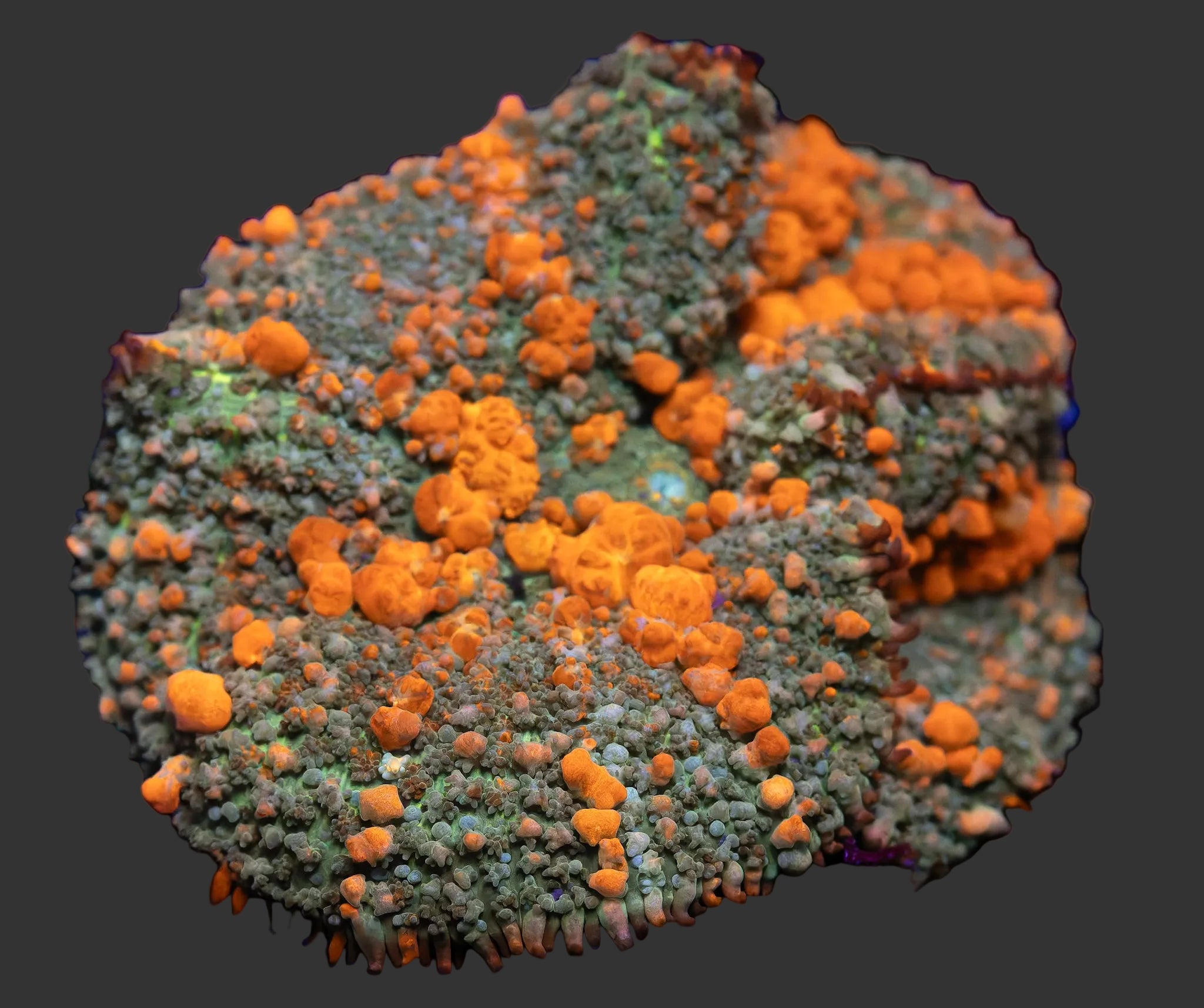 Sunkist Bounce Mushroom (Large 3+ inches)
