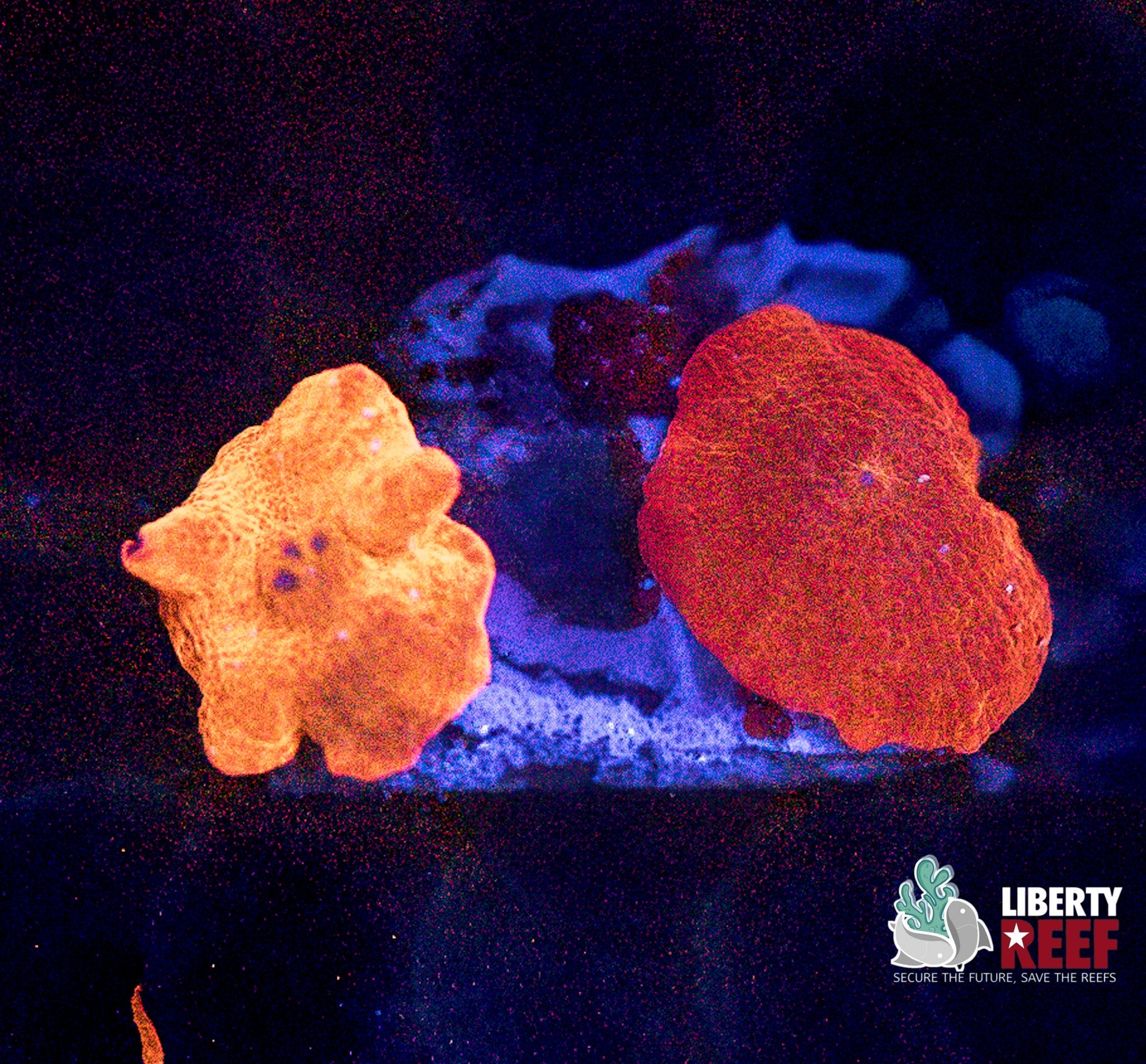 Liberty Reef Auction