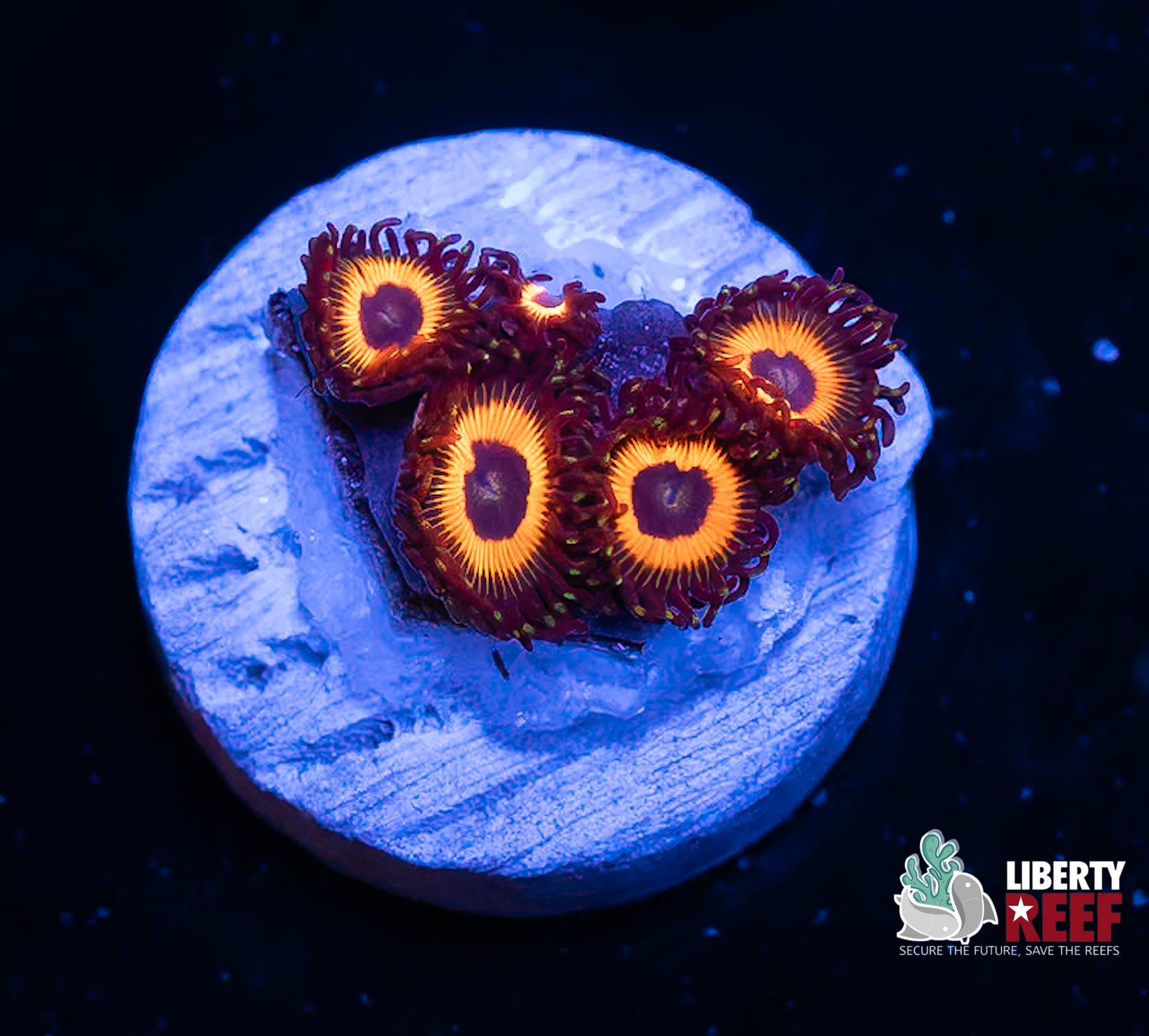 Reverse Bob Marley Zoas