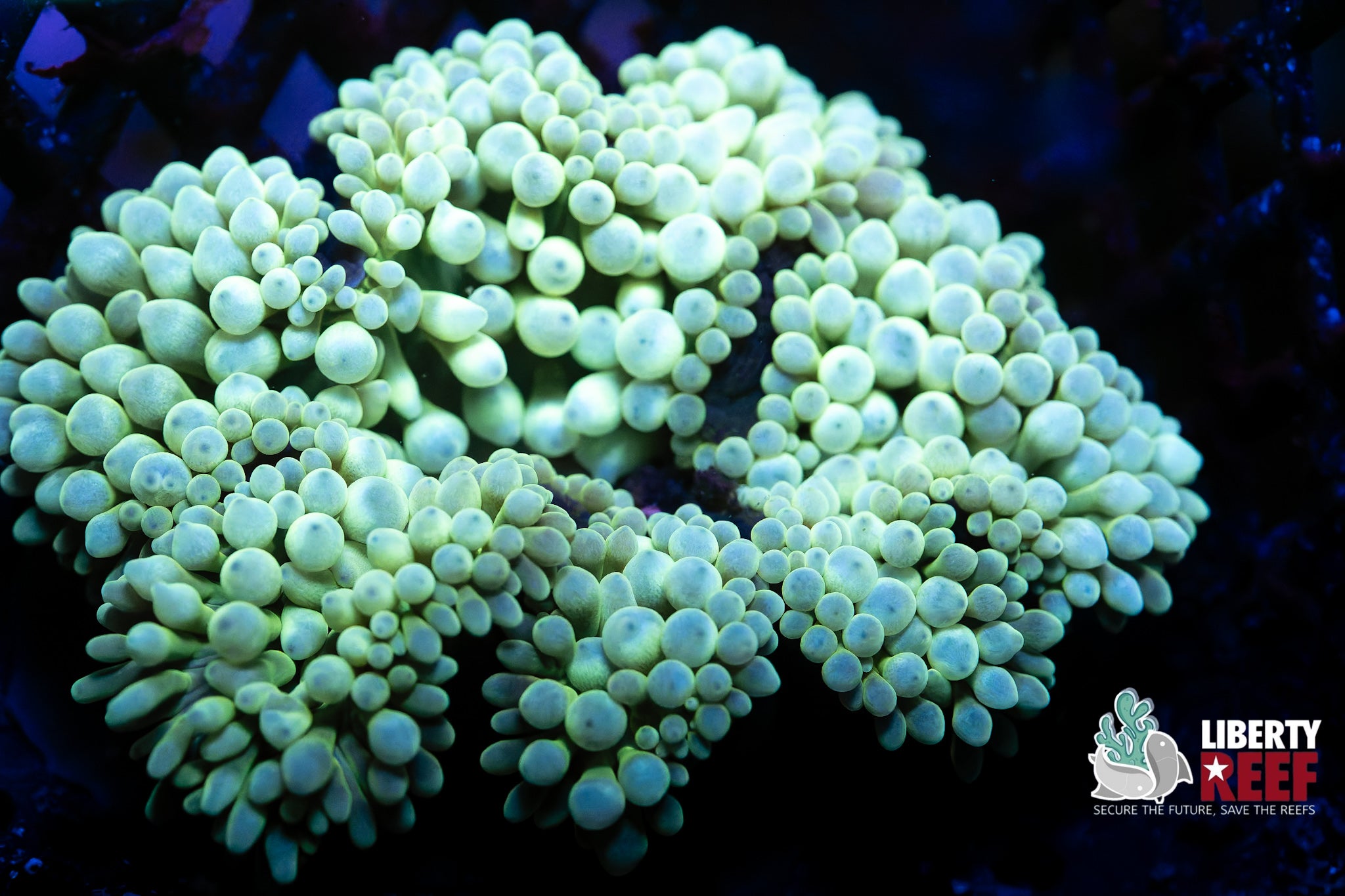 Mint Green Bubble Tip Anenome