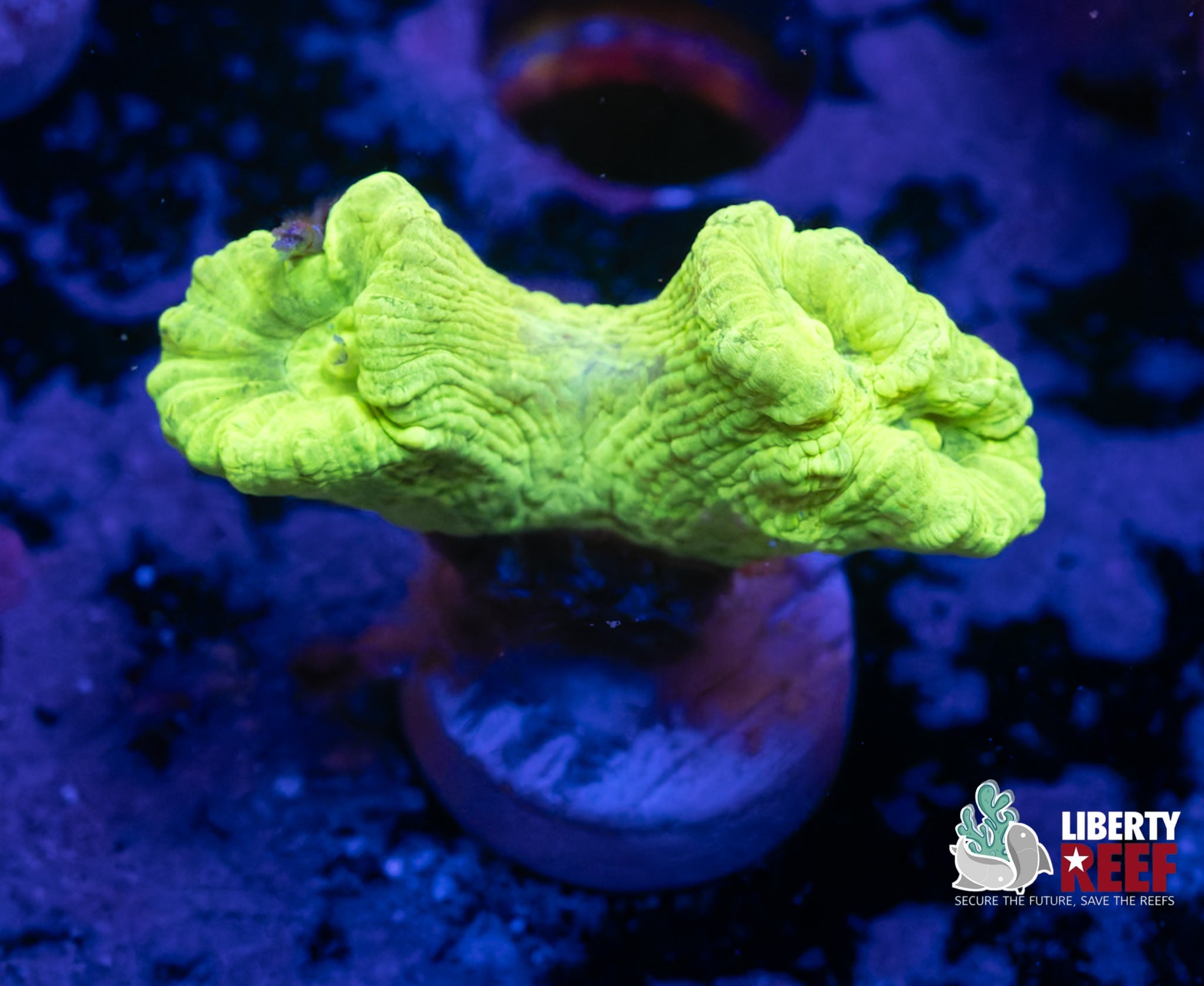 Kryponite Candy Cane