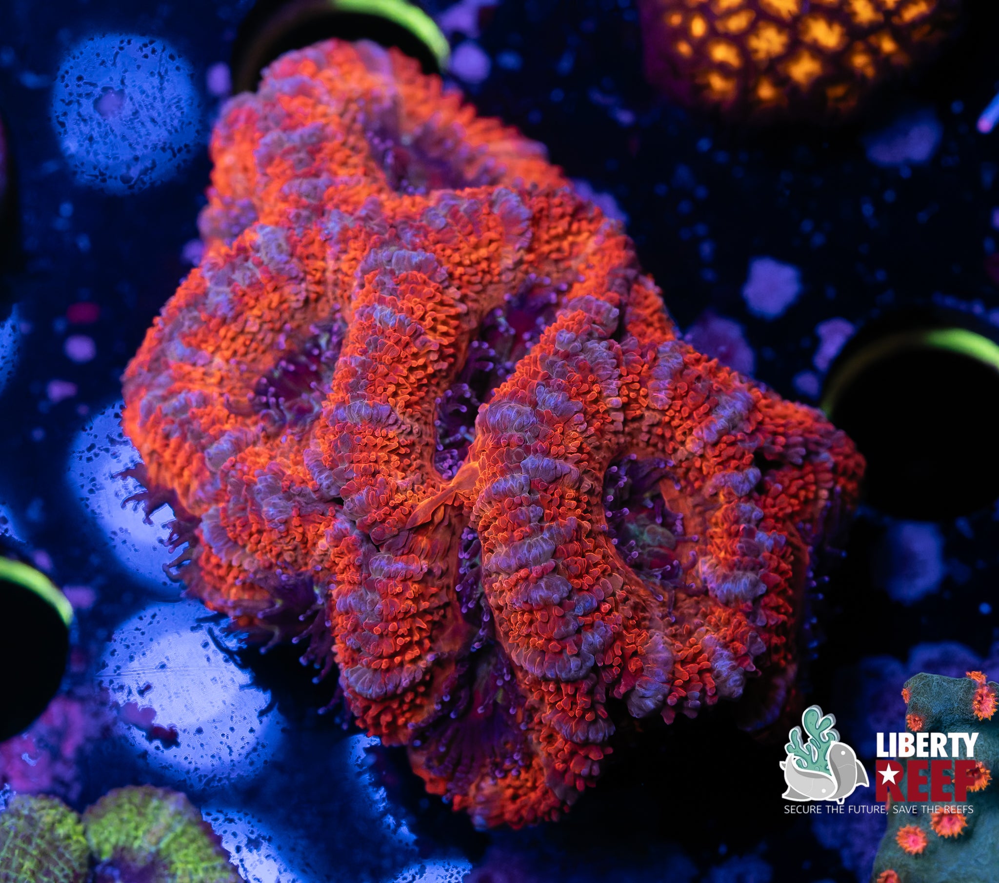 Red Stitches Ultra Acan Chunk