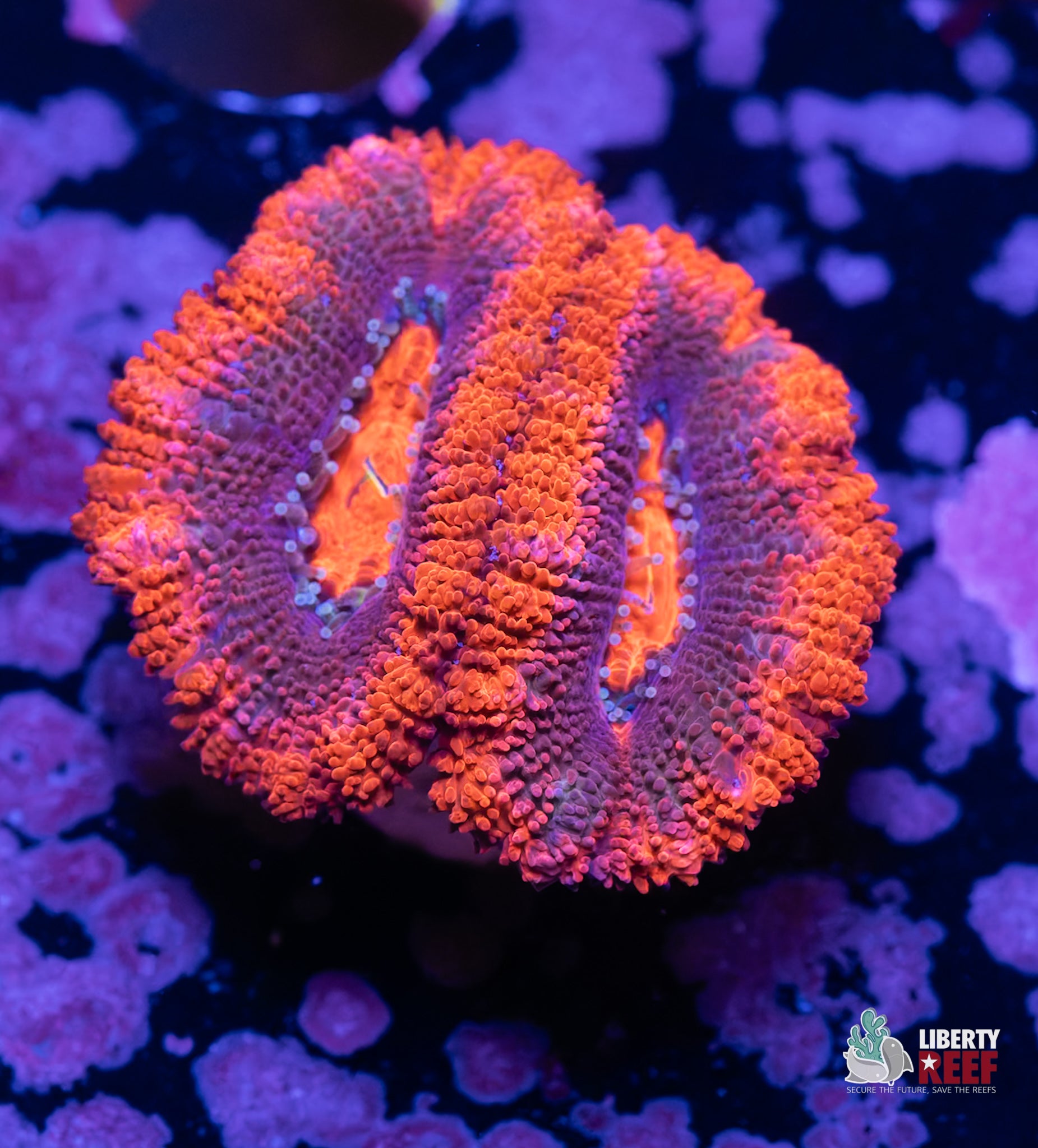 10/31 Online Auction