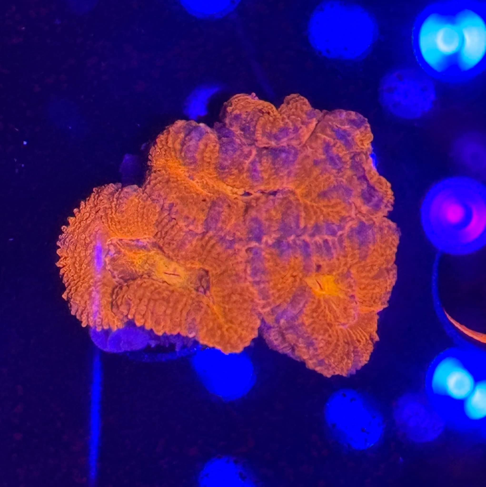 Ultra Acan Frag