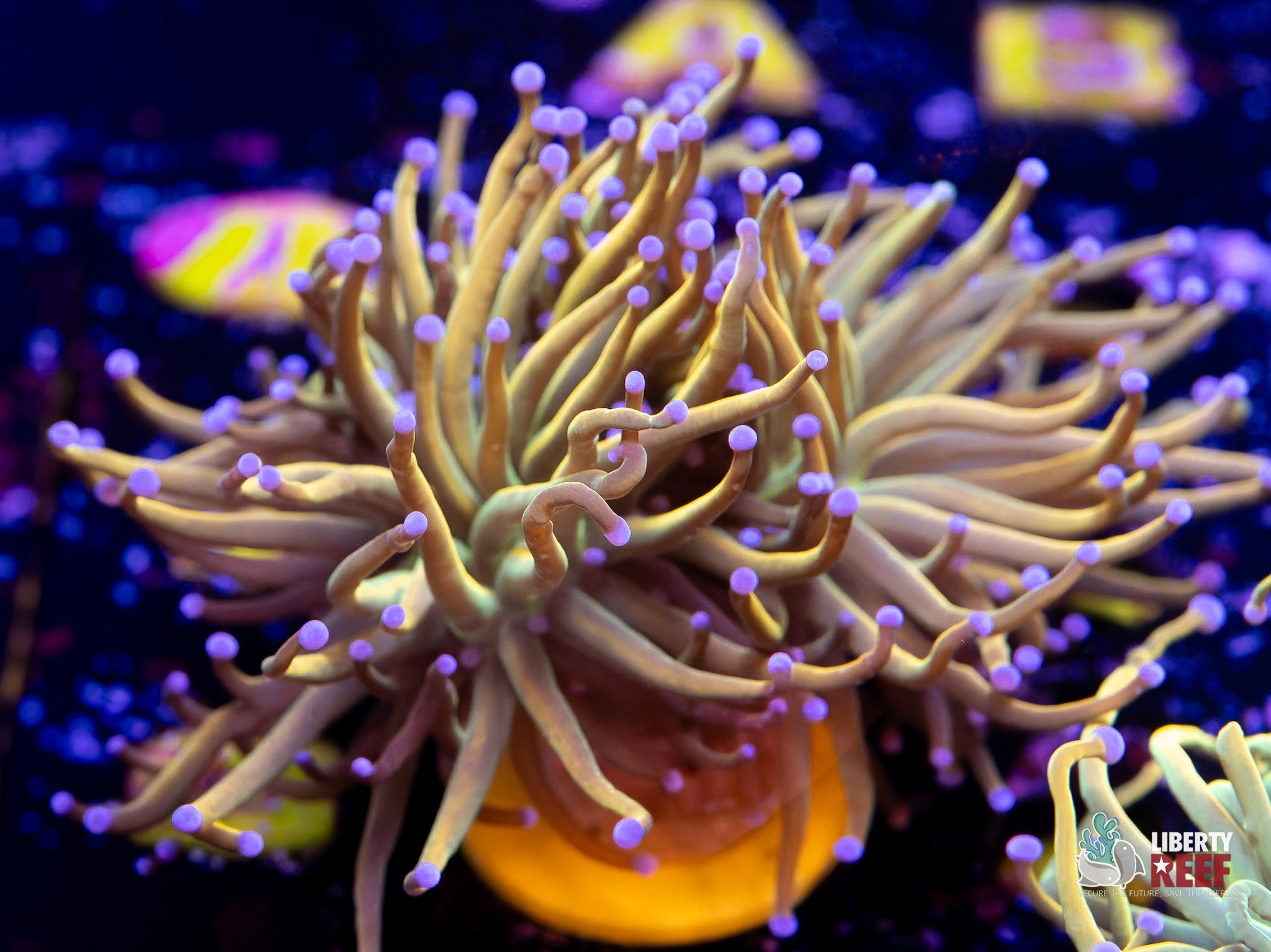 10/31 Online Auction