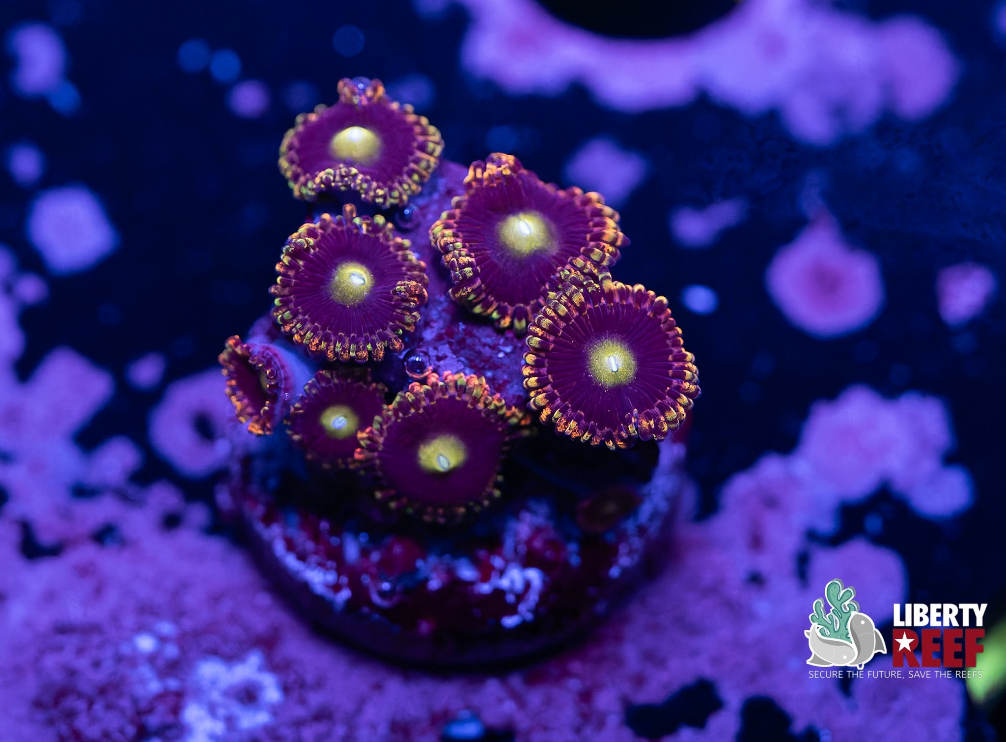 Big R Bozo Birthday Zoas