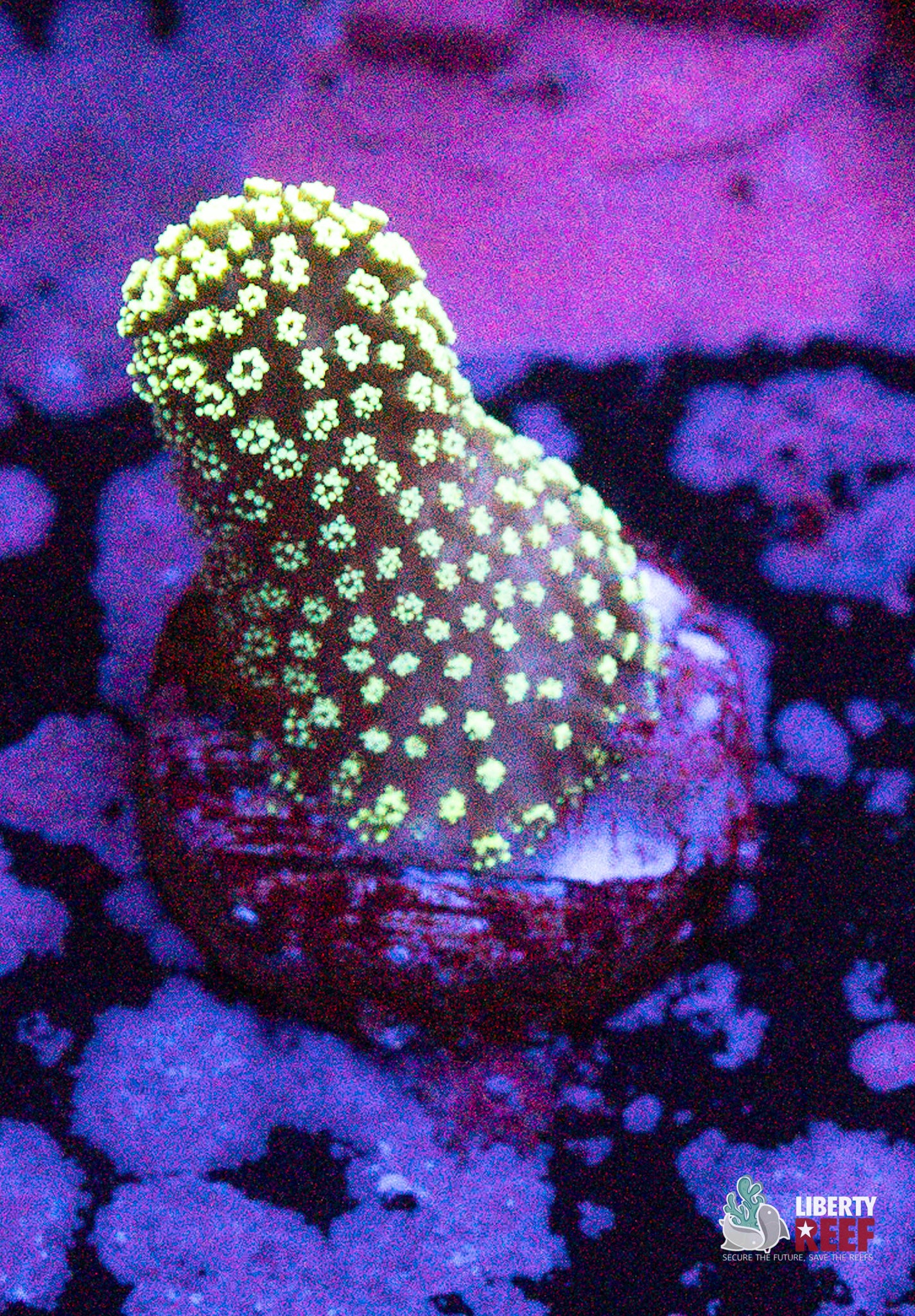 10/31 Online Auction