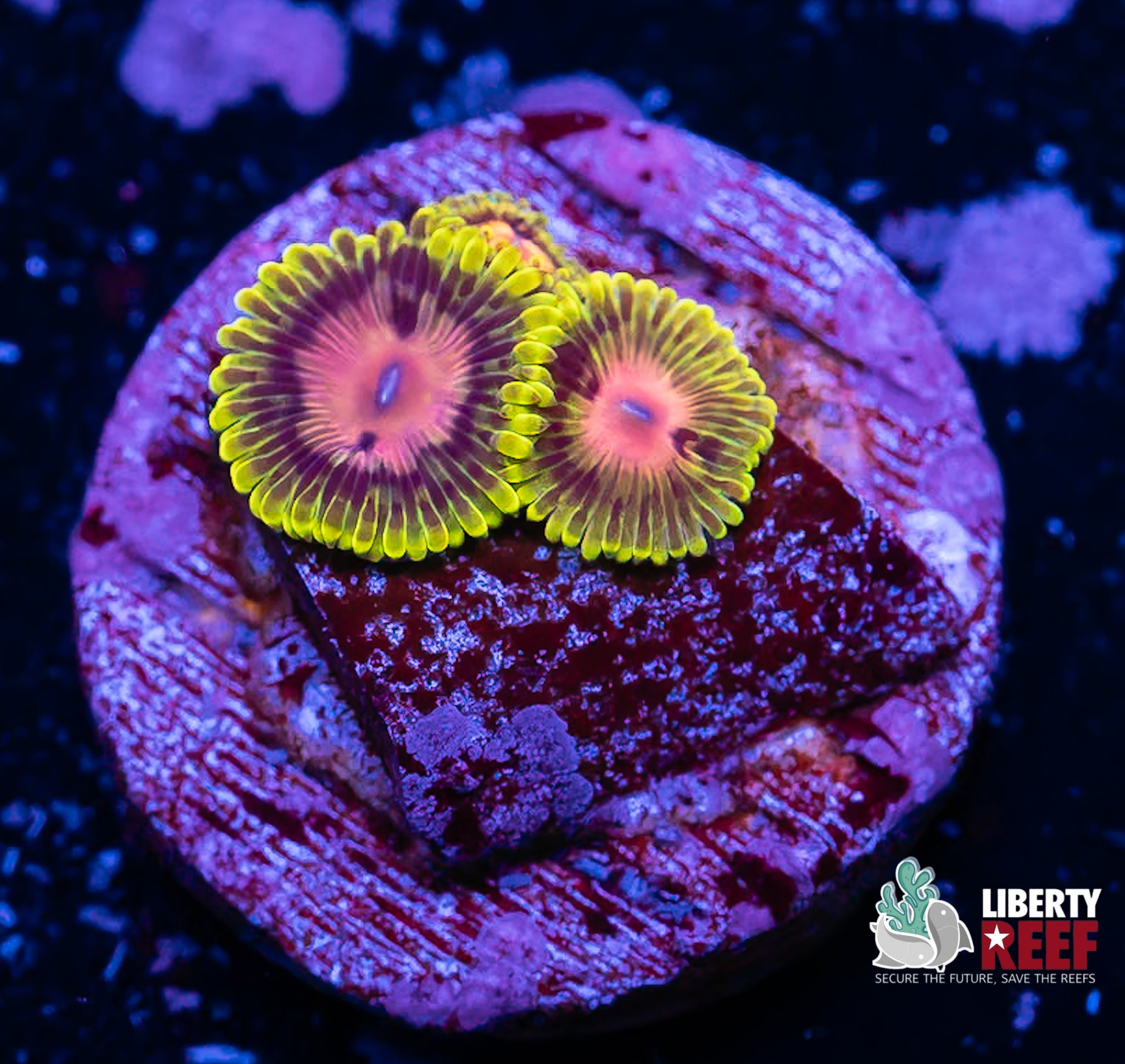3p Scarlet Fever Zoas