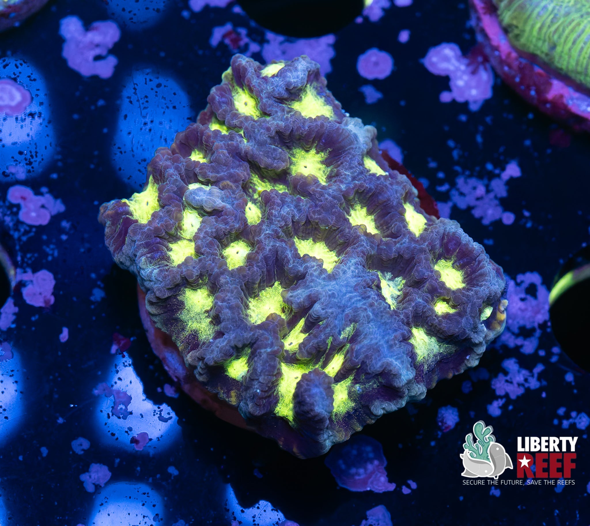 Nuclear Maze Coral