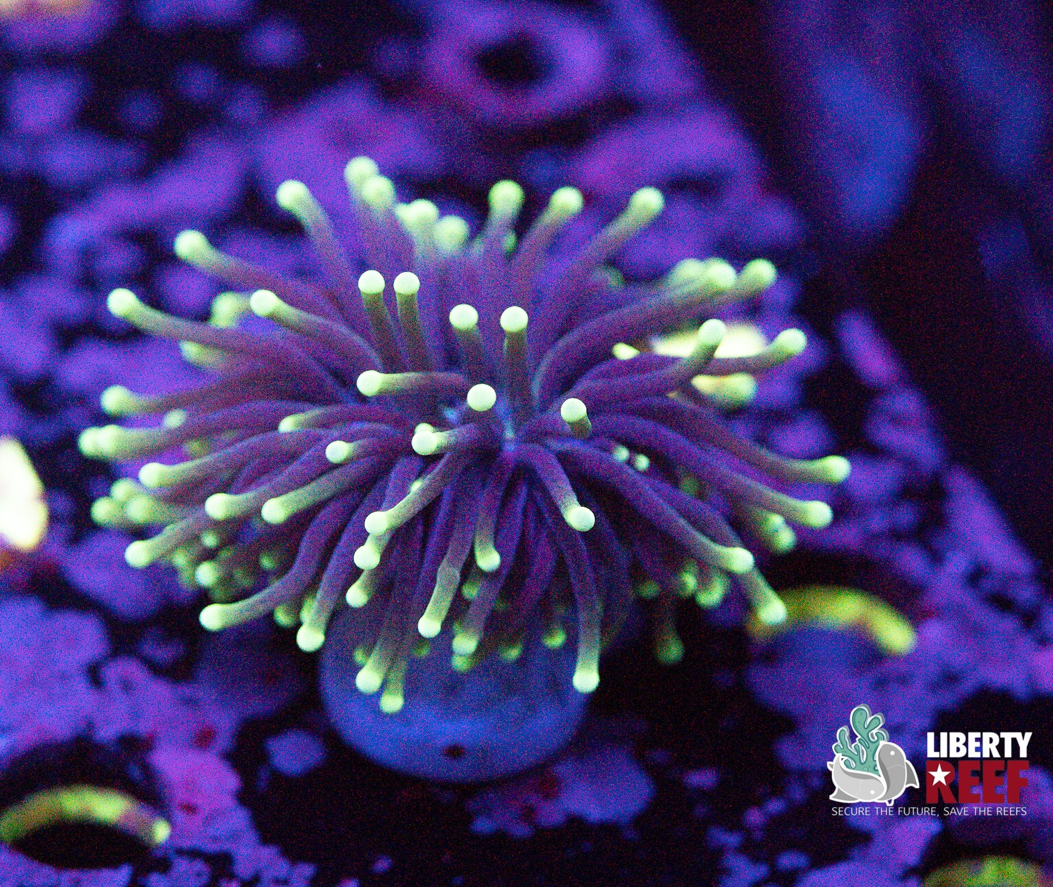 Blacklight Torch