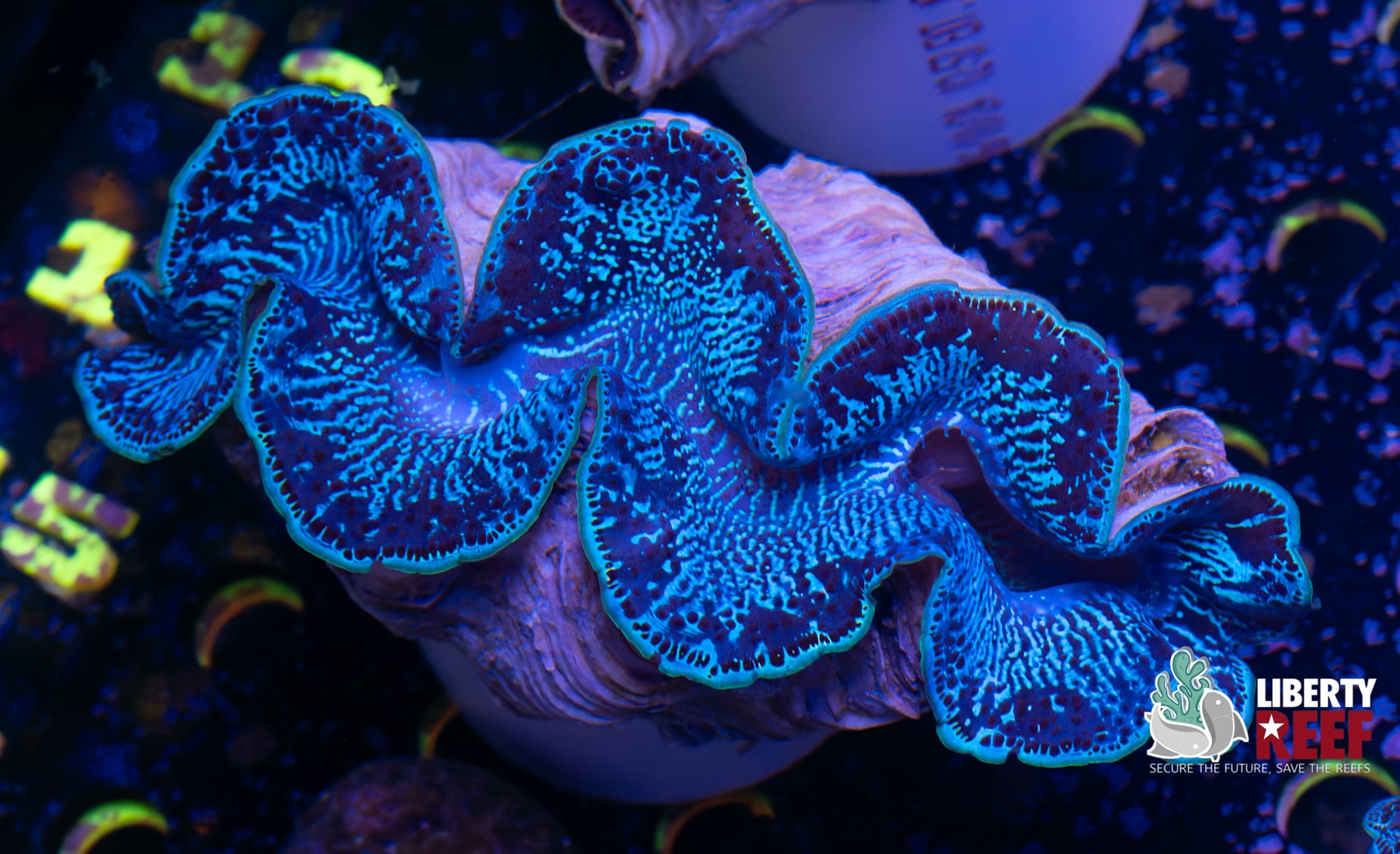 XL Maxima Clam (6in)