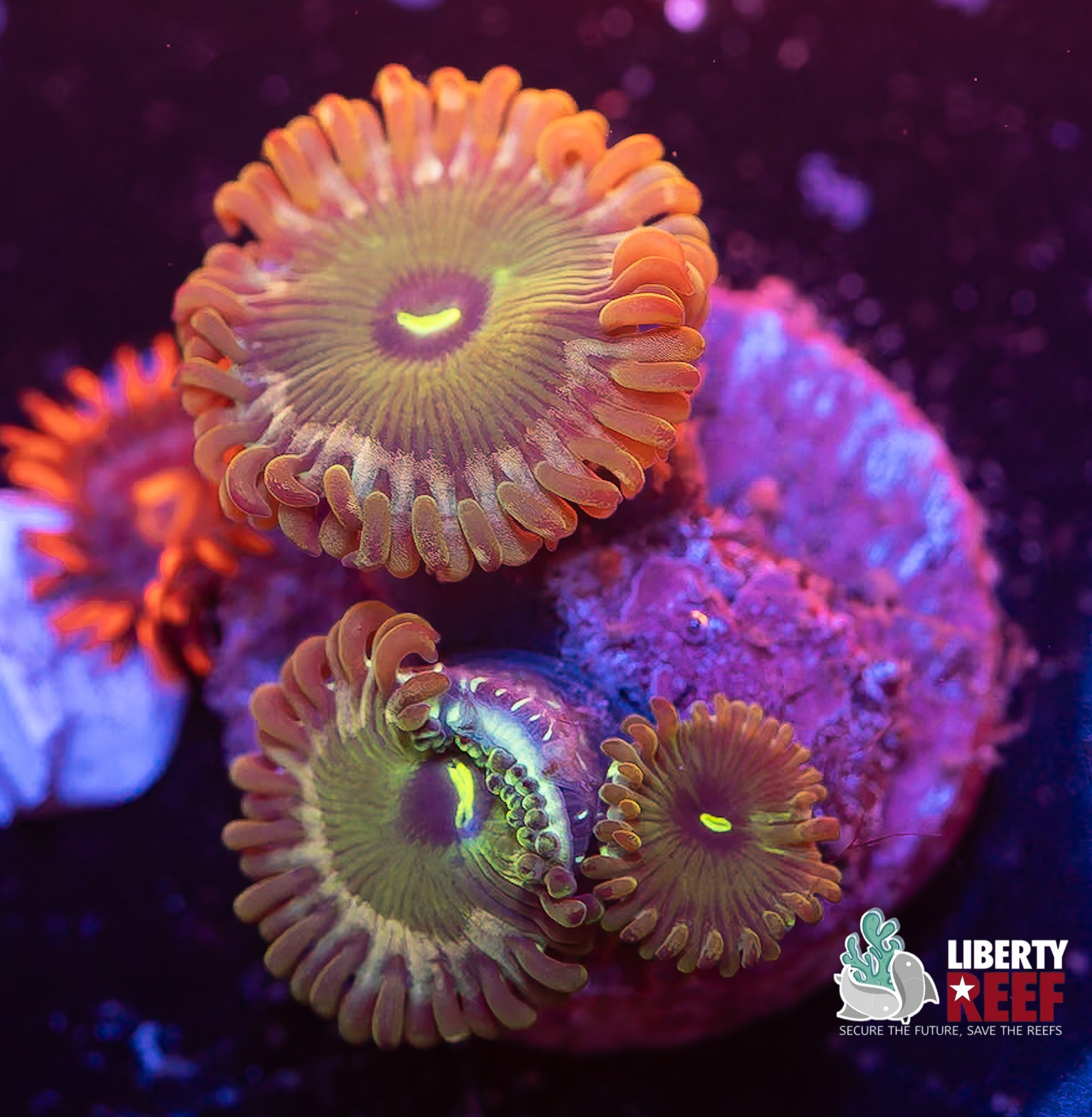 Green Agave Zoas