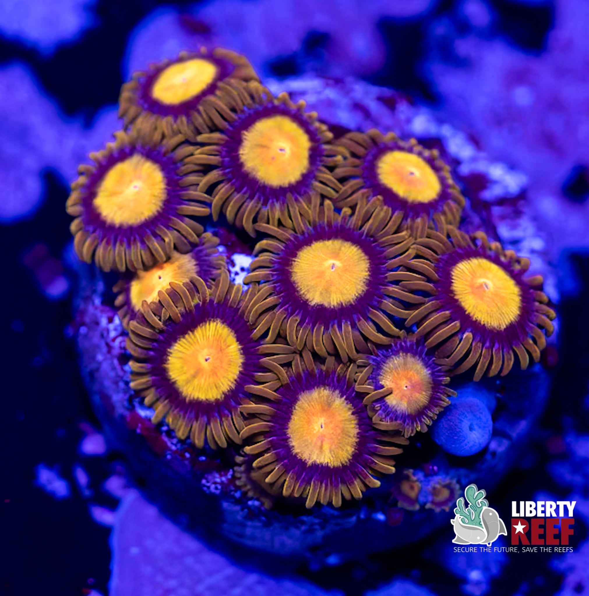 King Midas Zoas