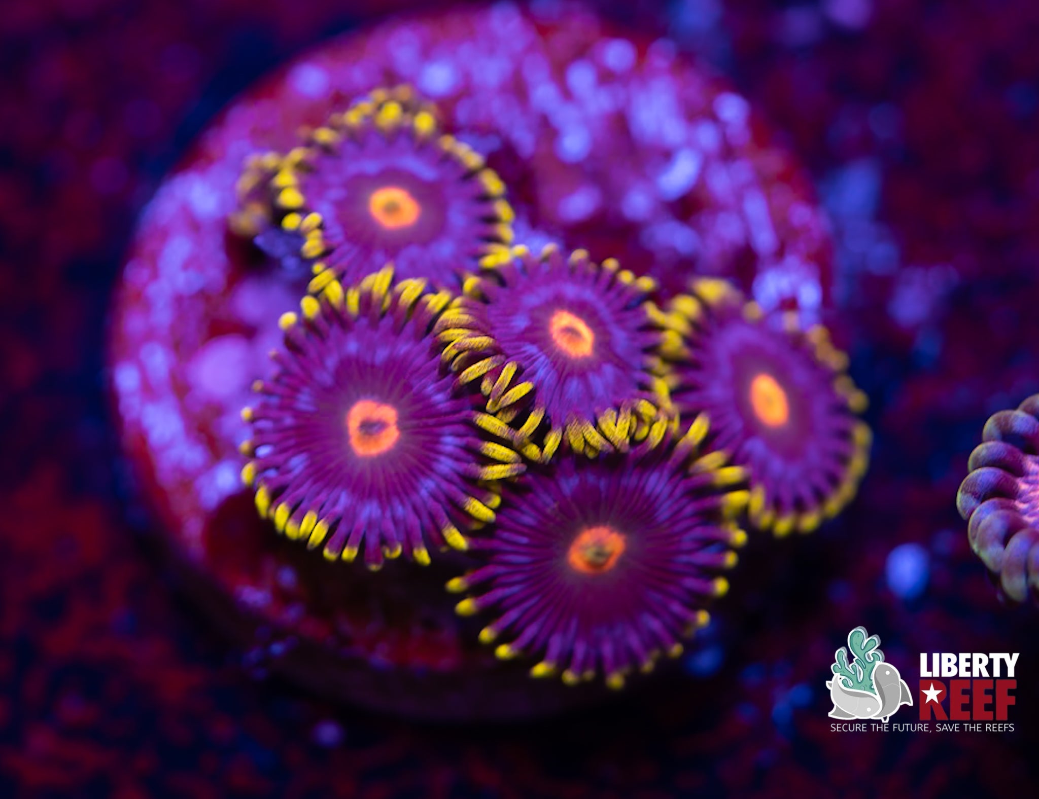 Gorilla Nipples Zoas