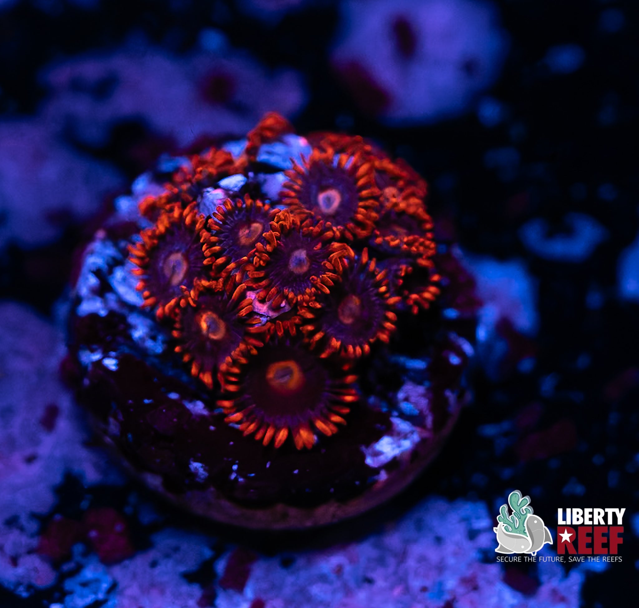 Snitches Zoas