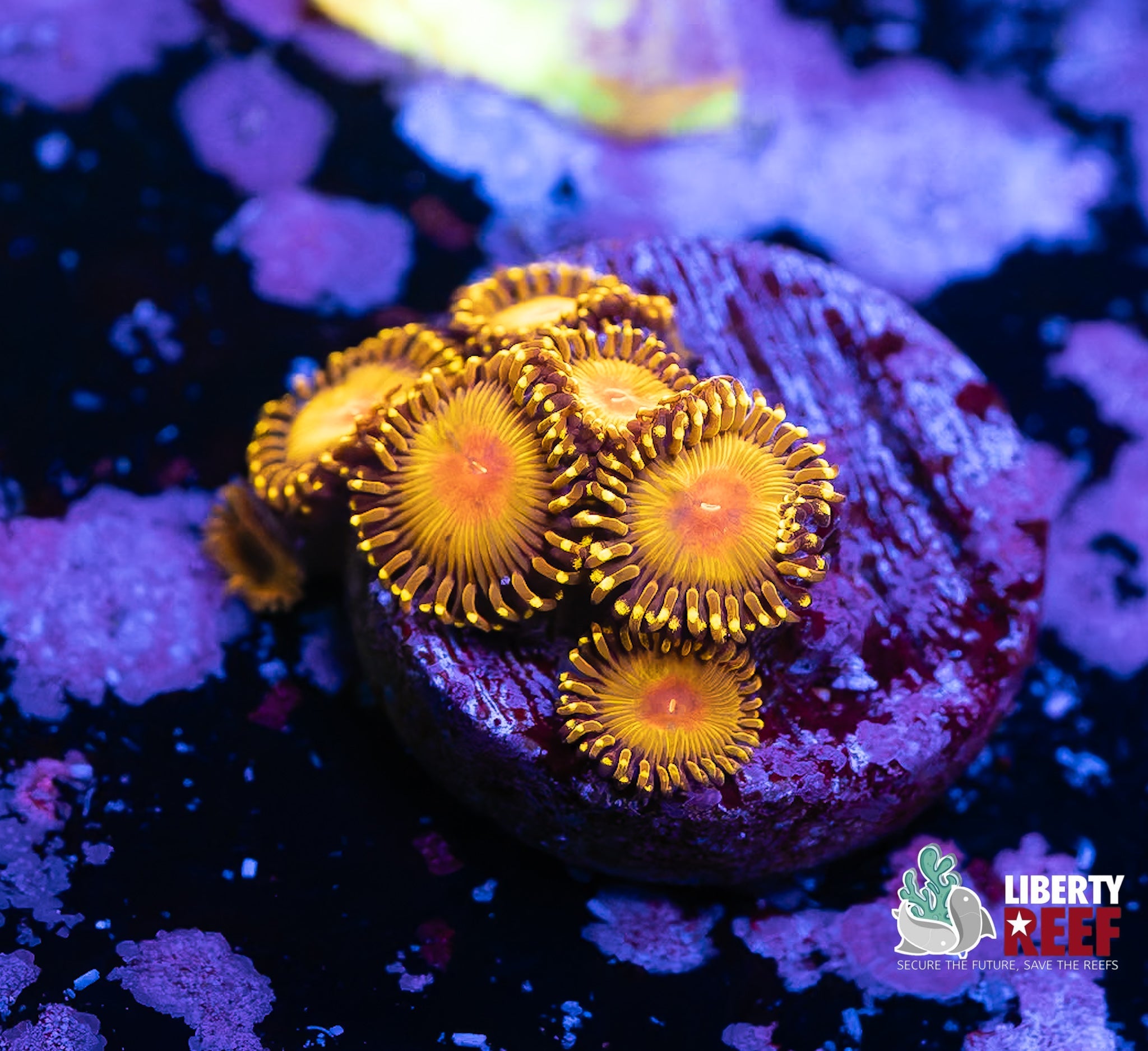 Liberty Reef Auction