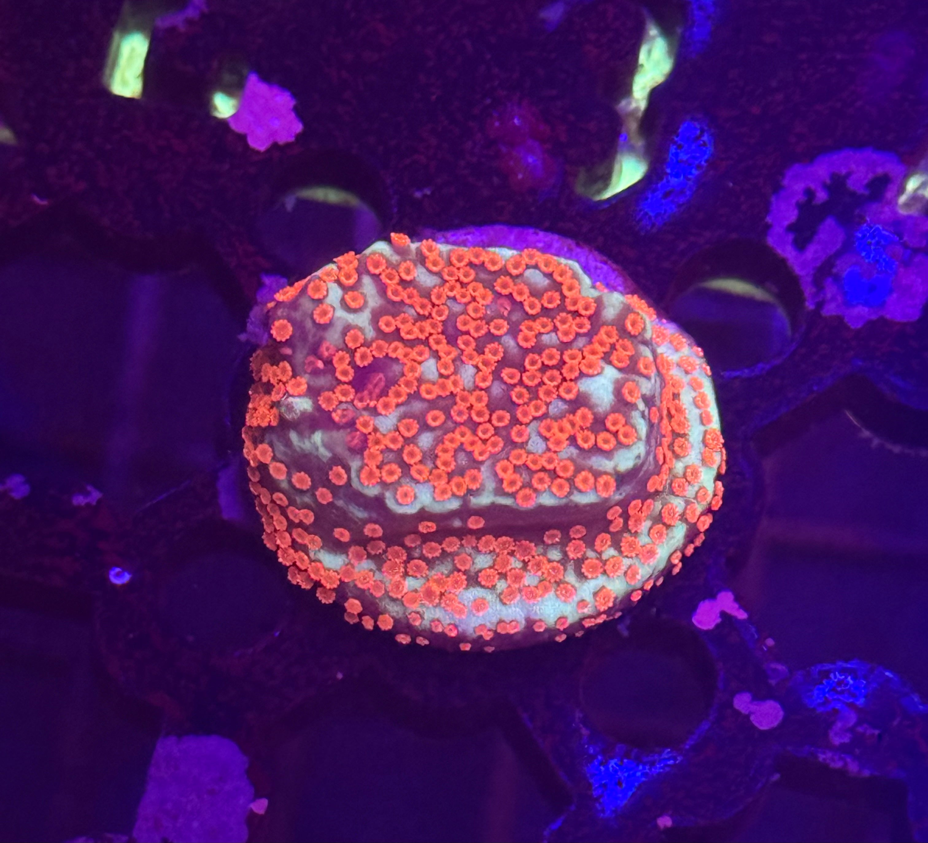 Chili Pepper Montipora