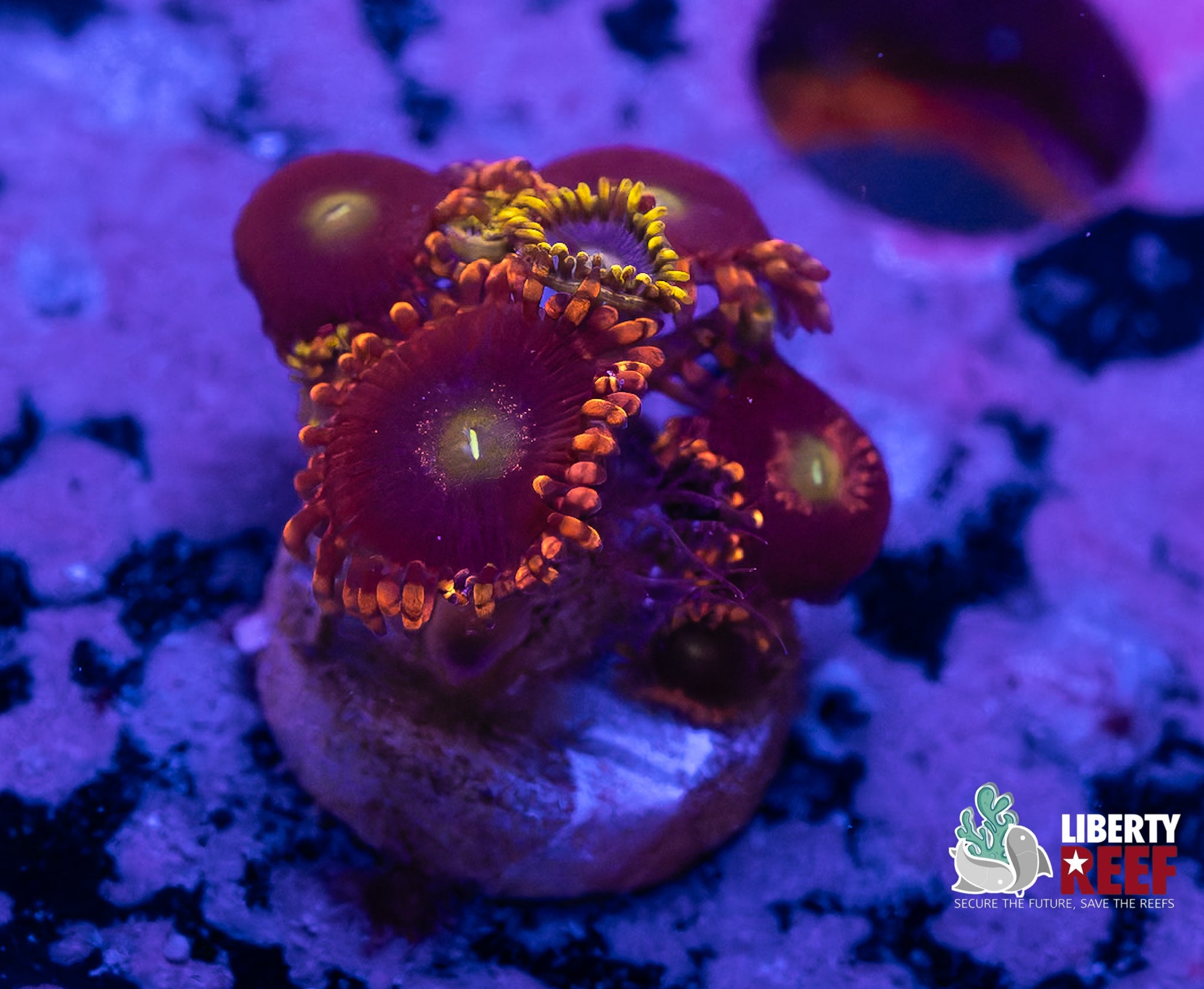 Big R Bozo Birthday / Blueberry Fields Combo Zoas