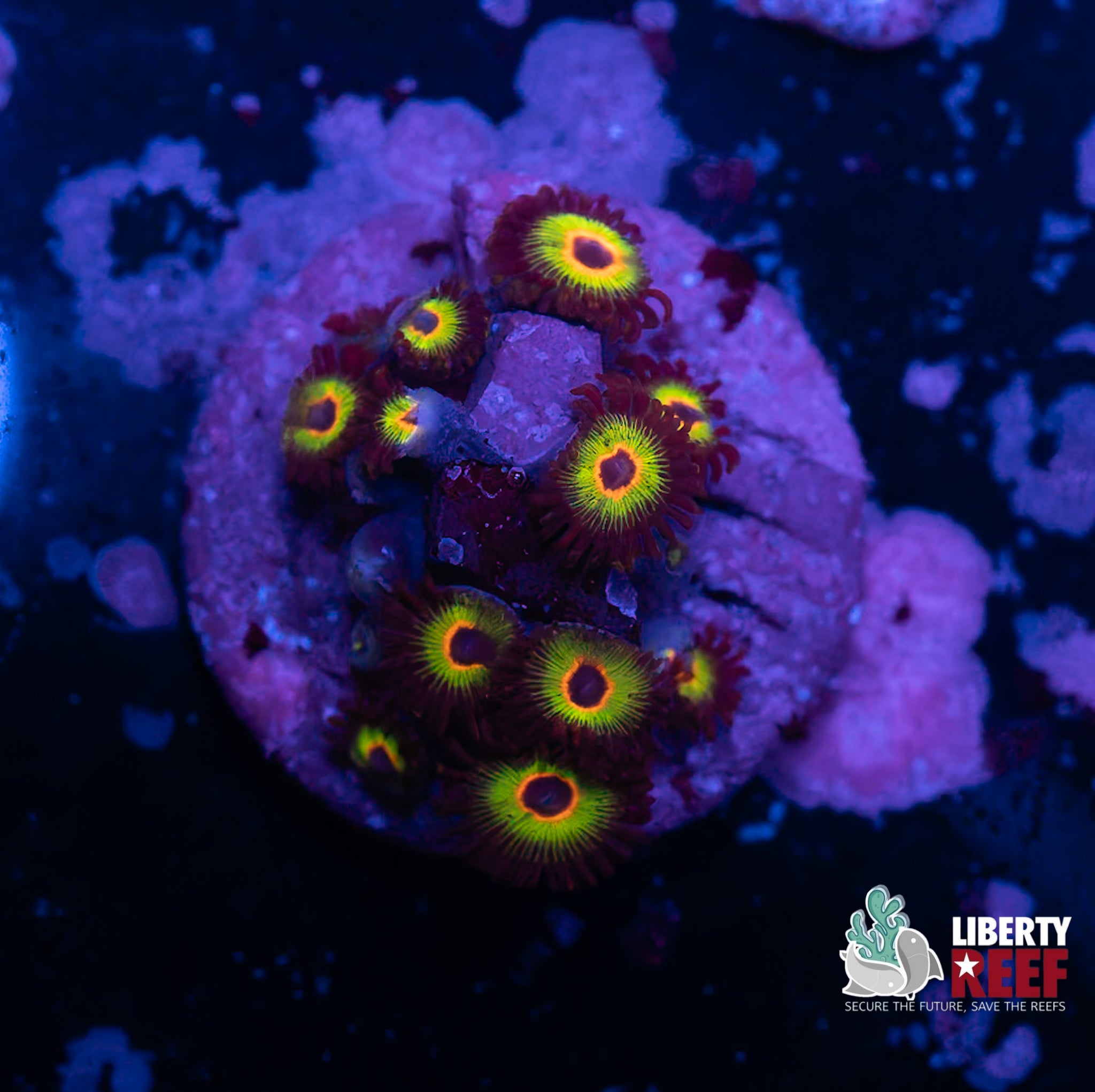 Bob Marley Zoas
