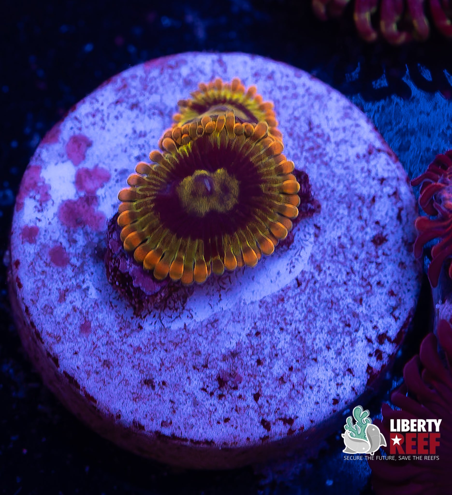 Rainbow Yoda Zoas