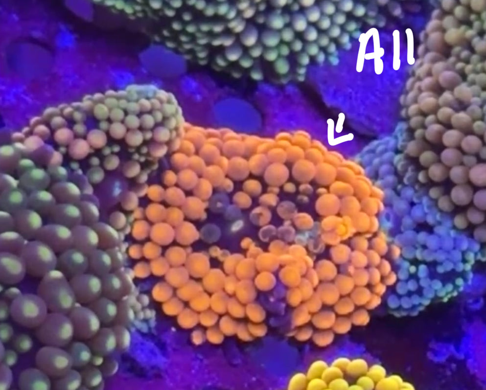 Mike Noel 10/18 Facebook Live Auction