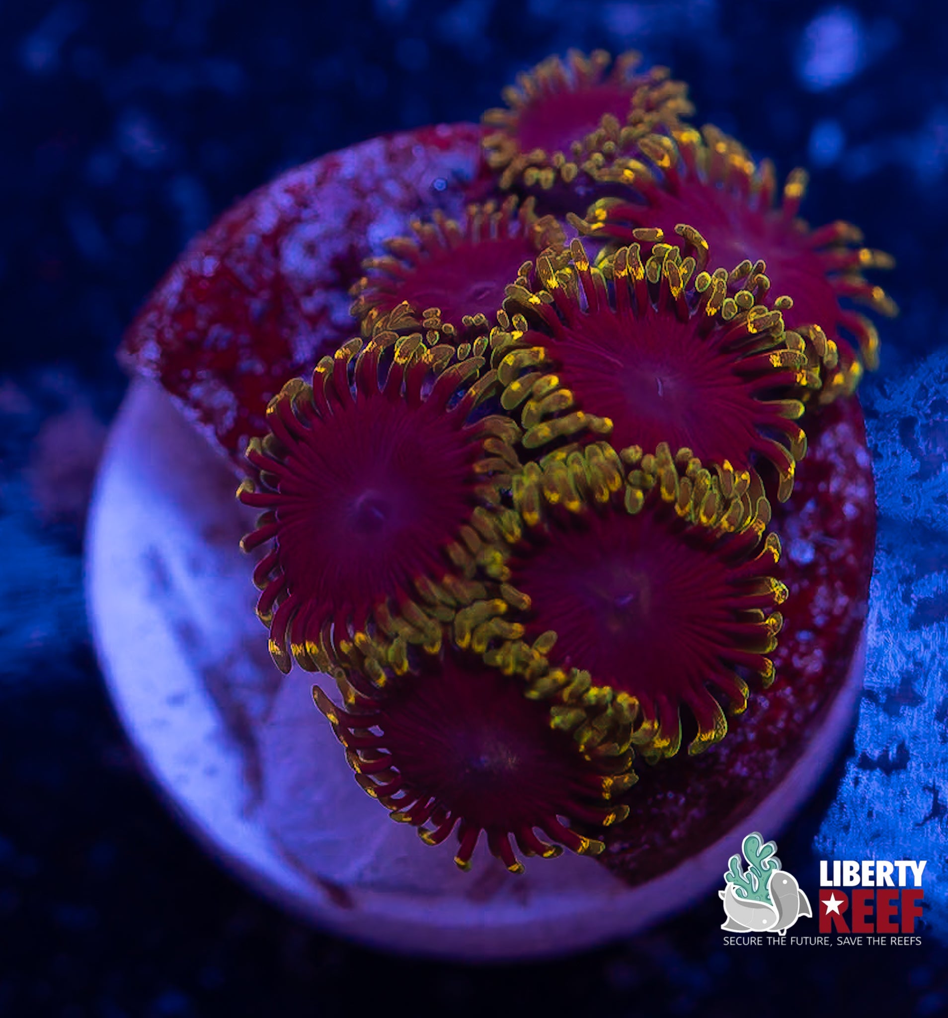 Mystery Zoas