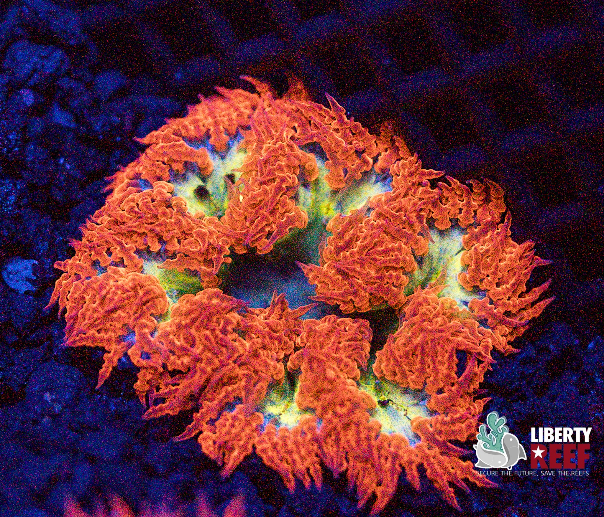 Pumpkin Spice Rock Flower