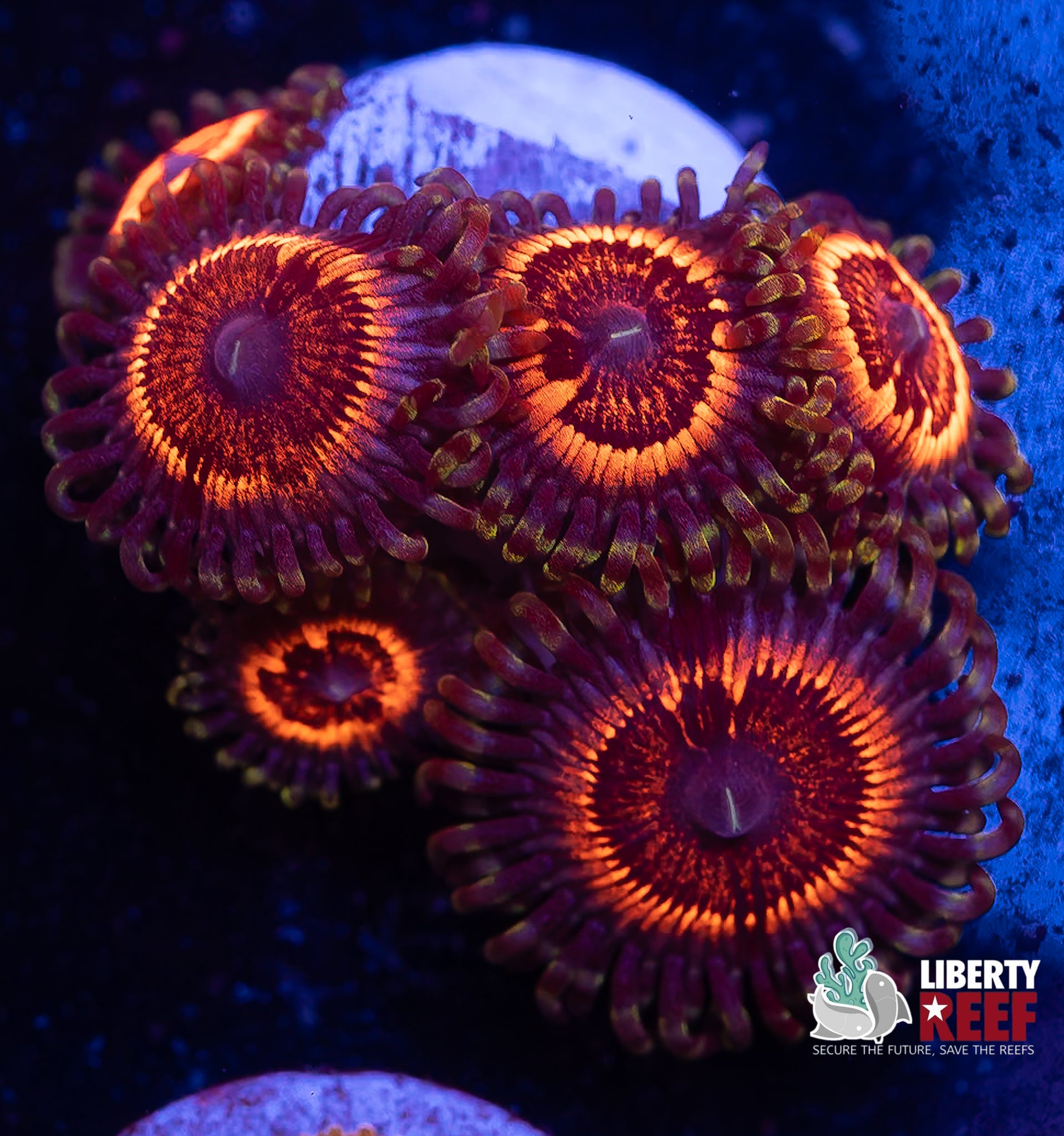 Armor Of God Zoas