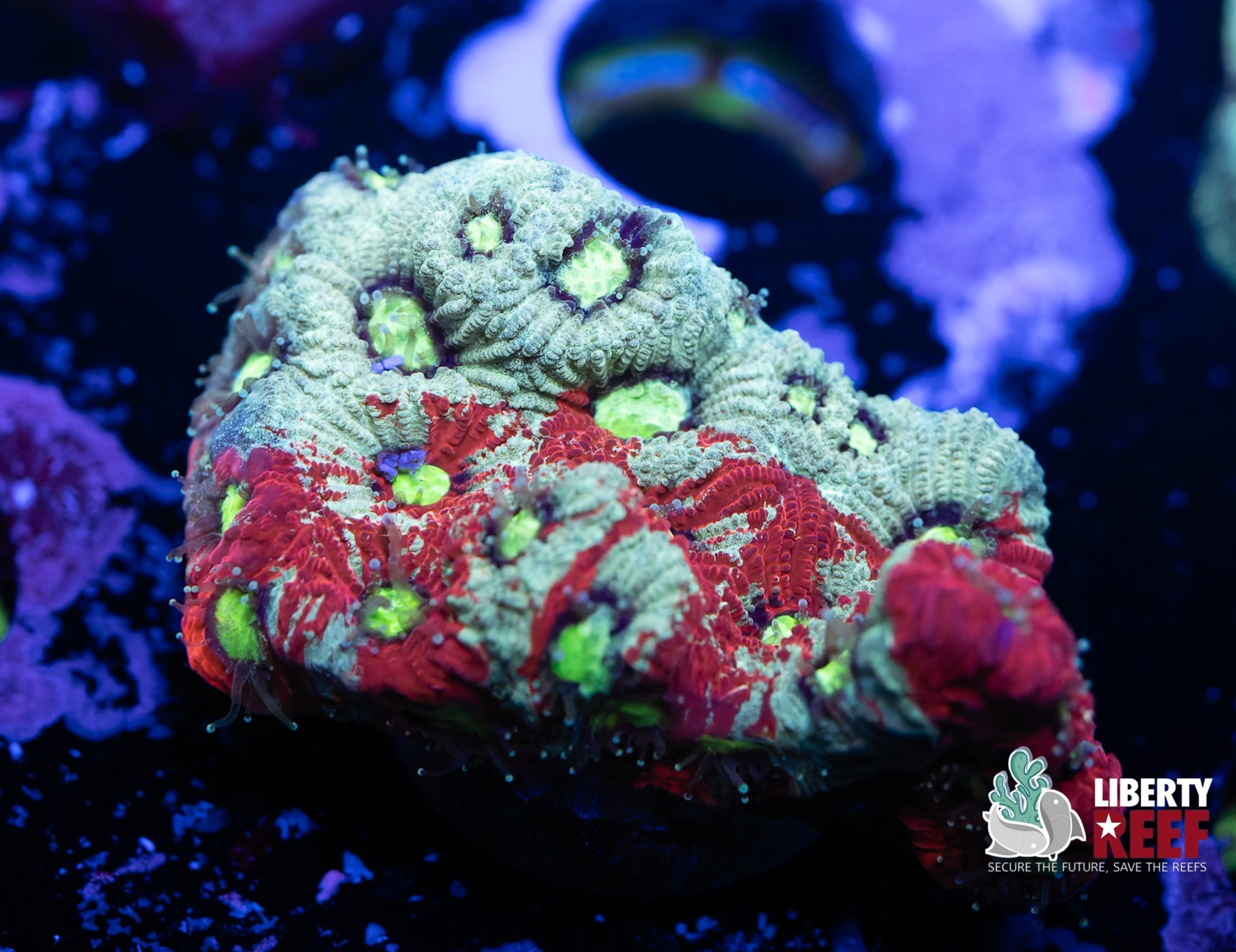 Liberty Reef Auction