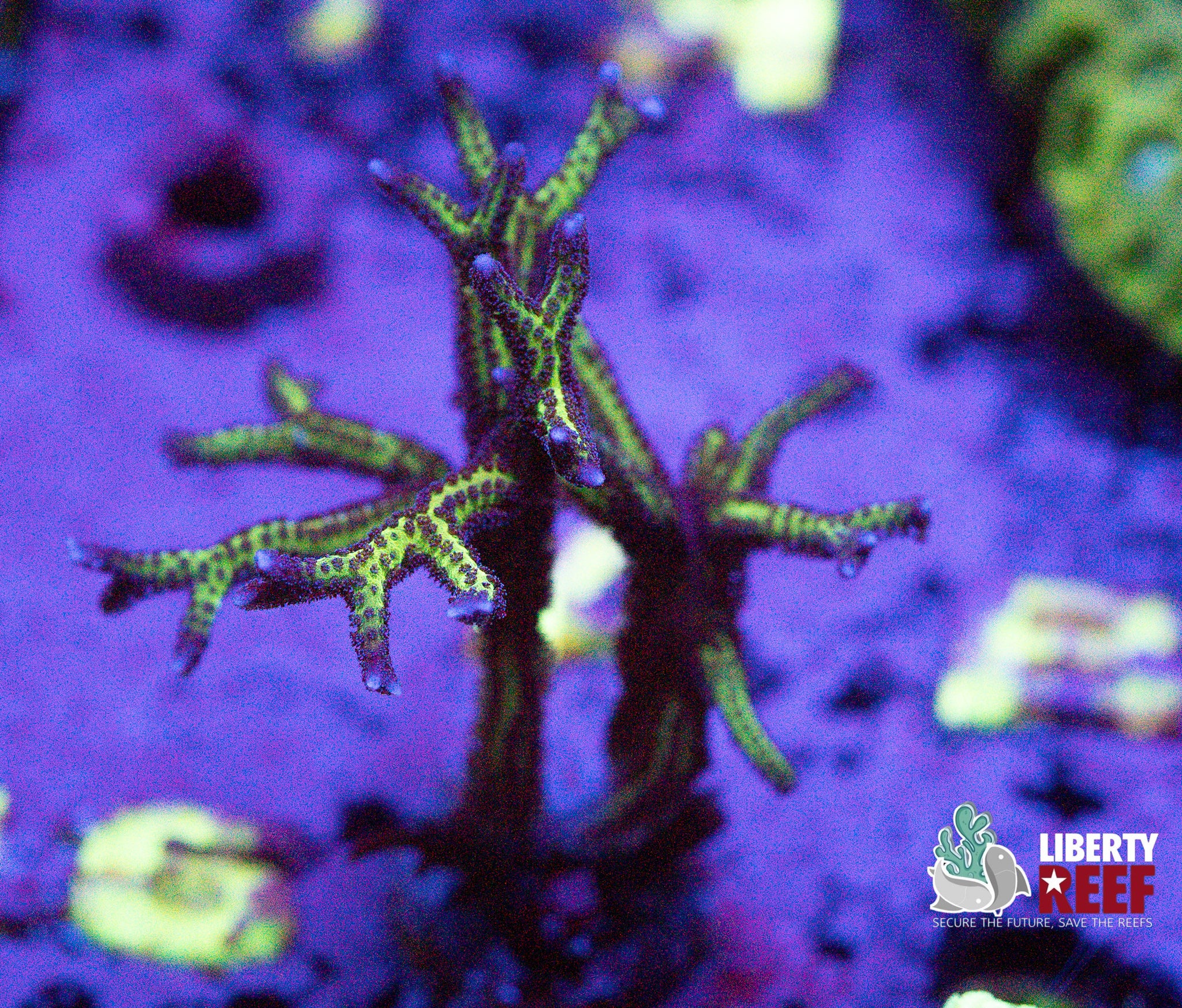 Birdsnest Frag
