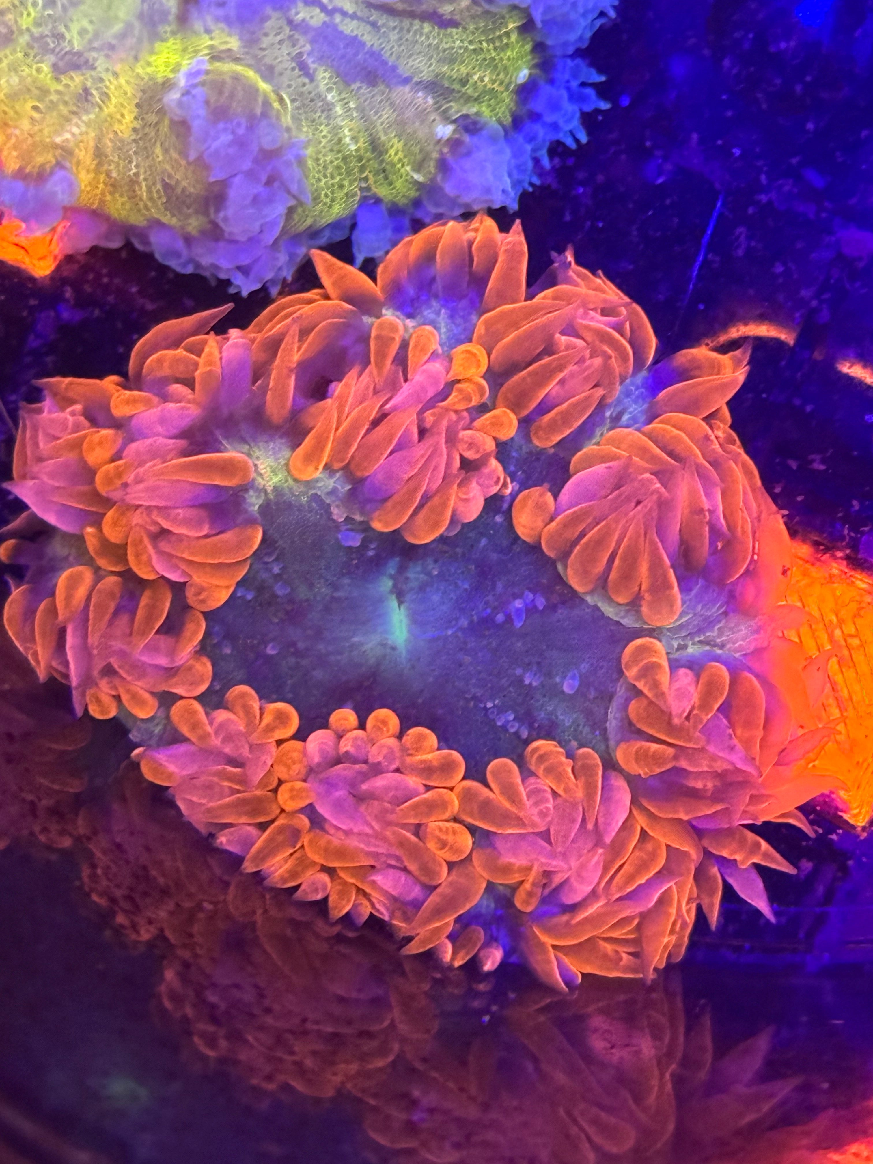 Ultra Rock Flower Anemone