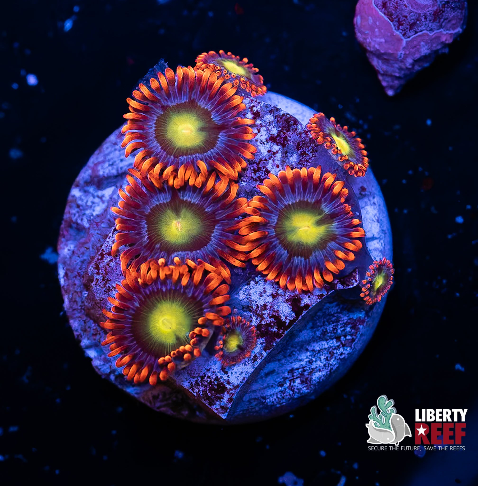 Circus Zoas