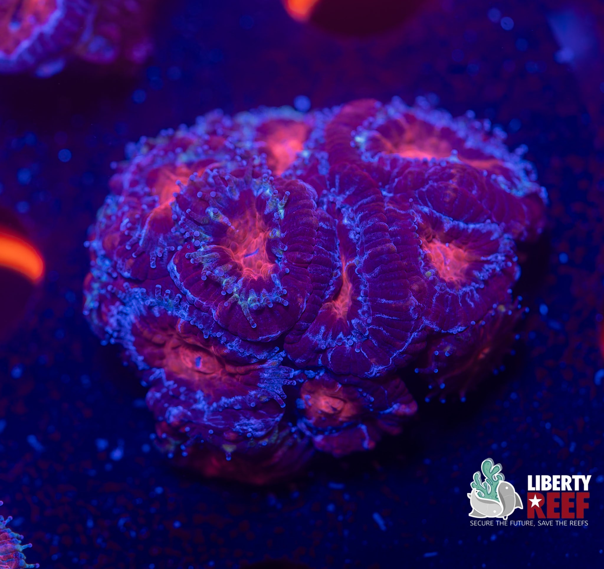 Dark Matter Acan Chunk