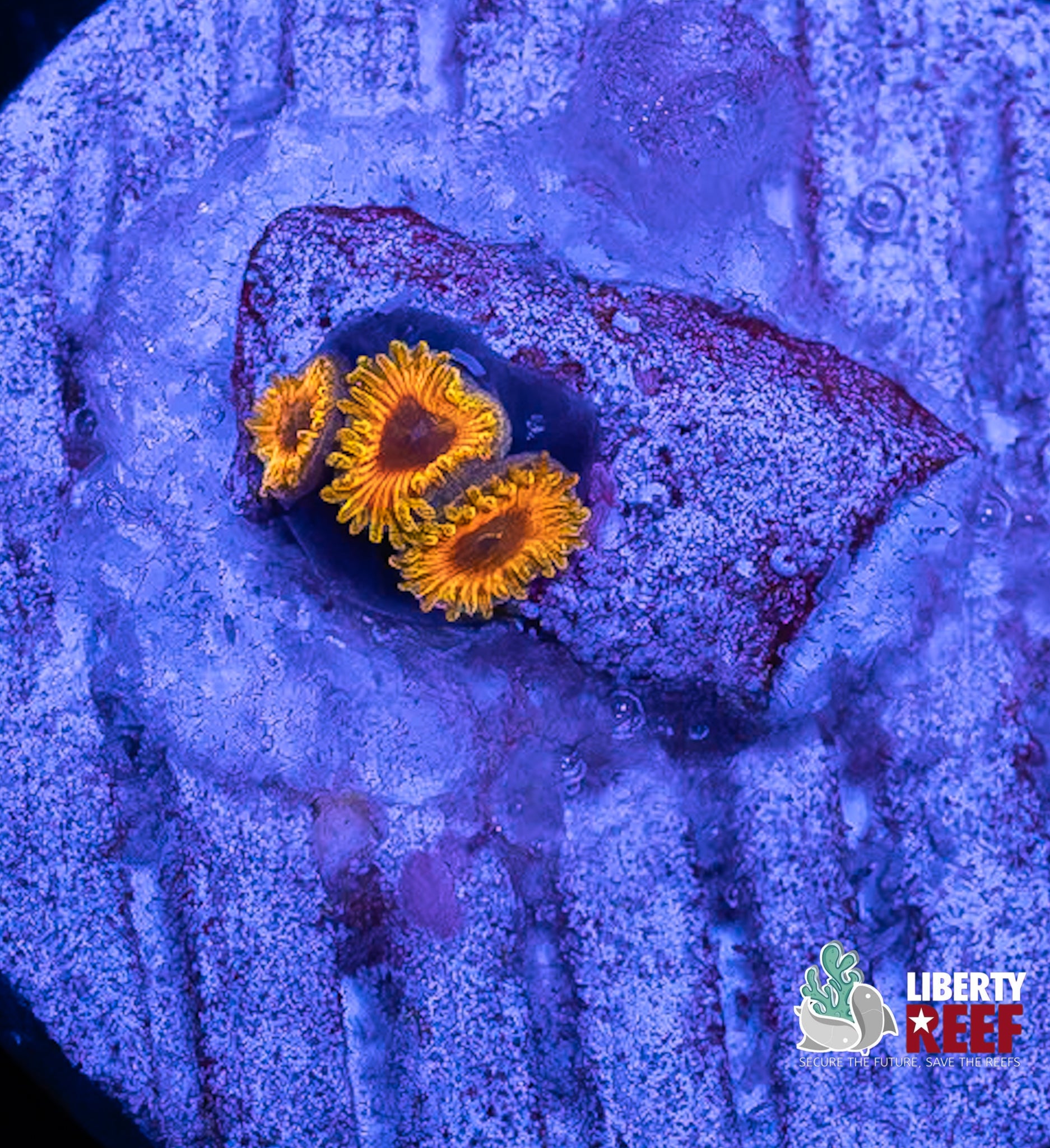 Great Owl Zoas