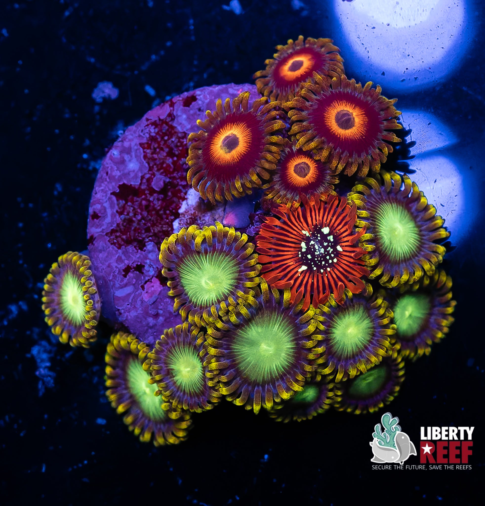 Ultra Zoa Combo Frag
