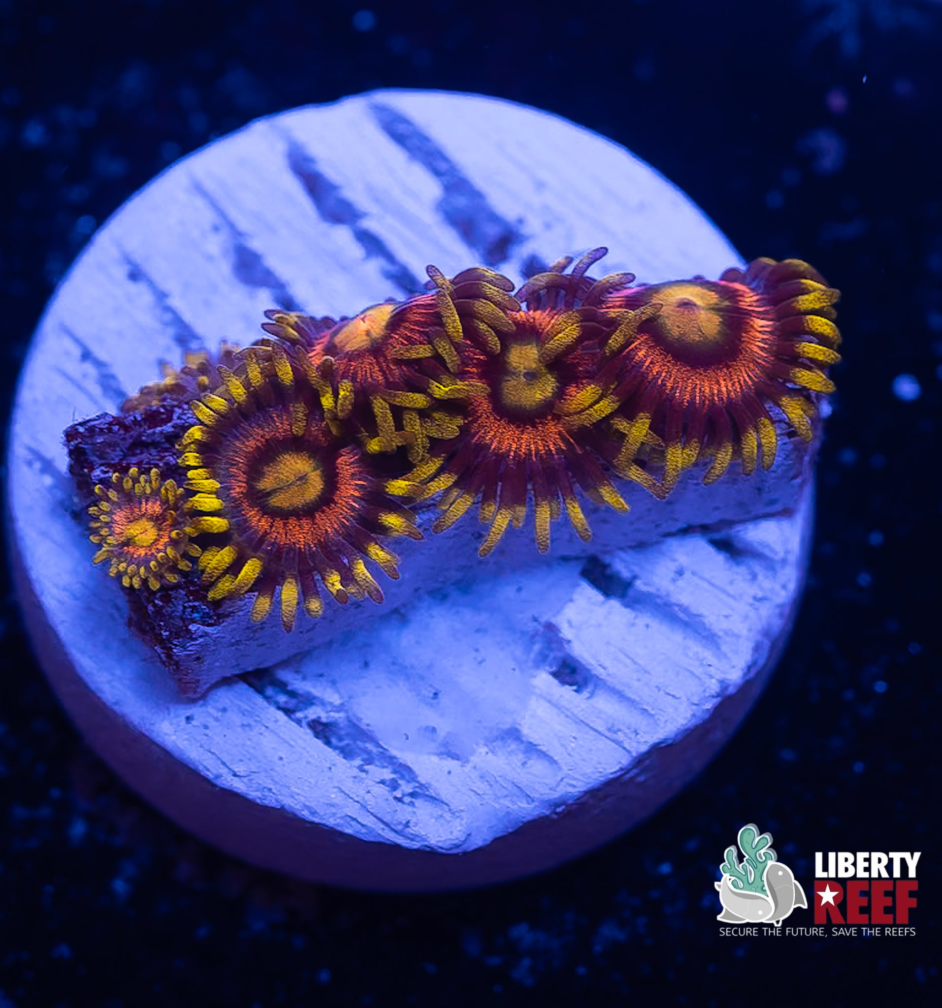 Laser Lemon Zoas