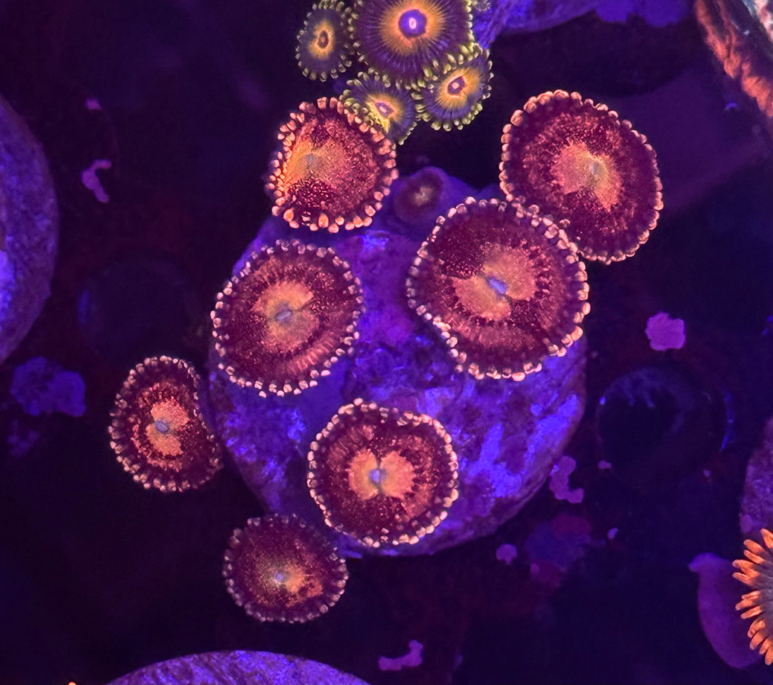 Pandora Zoas