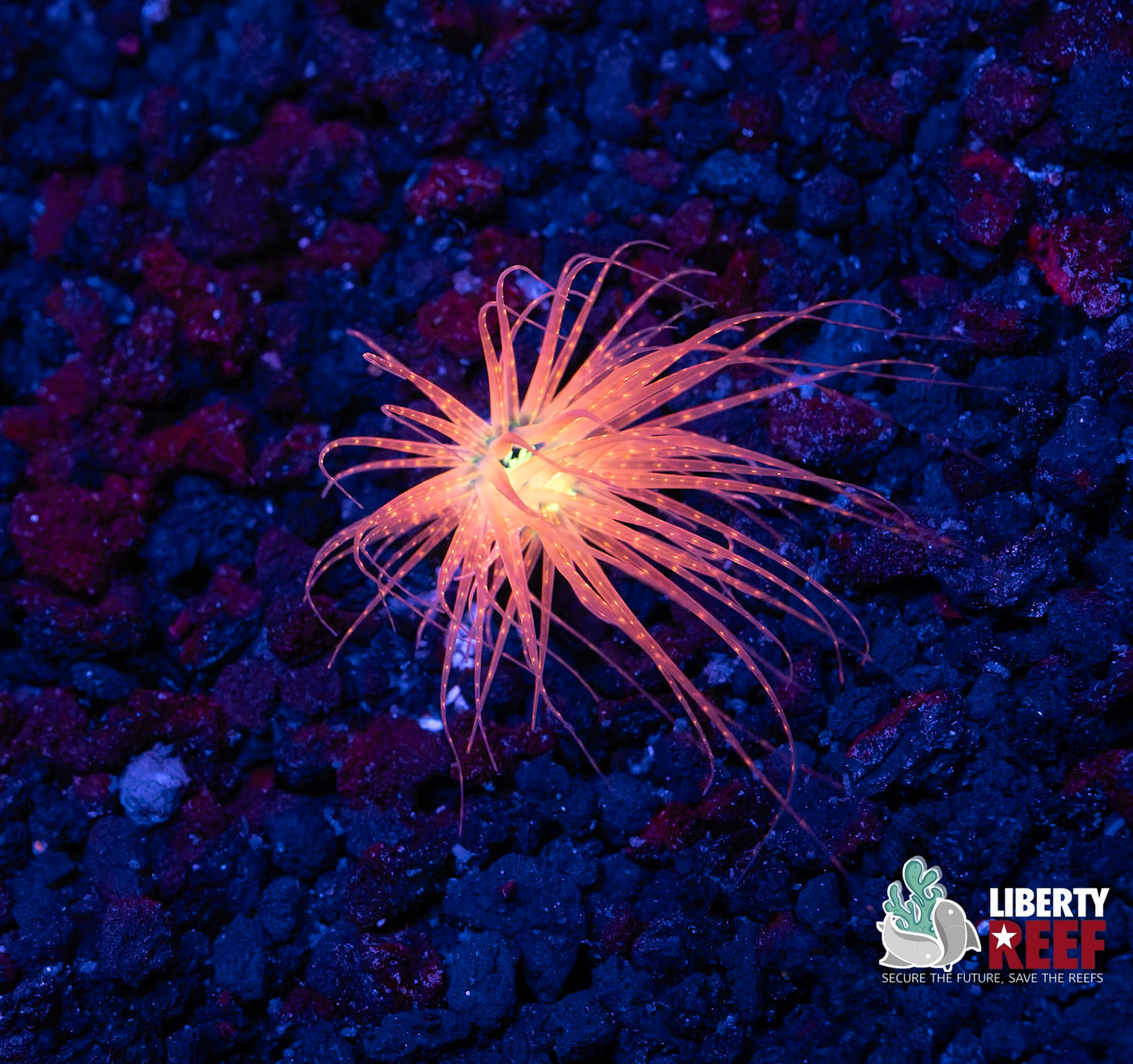 Sunburst Tube Anemone