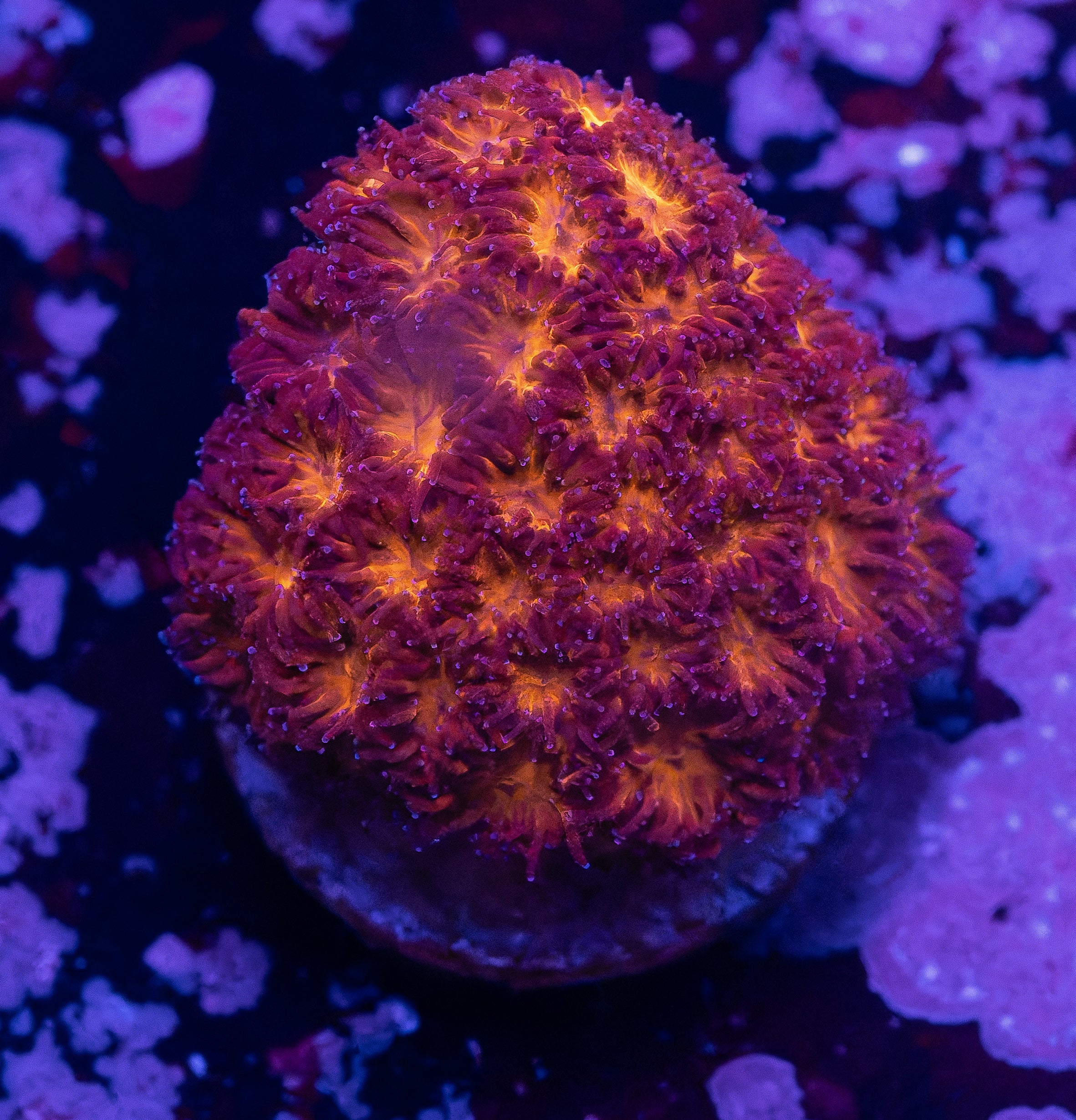 Inferno Leptastrea