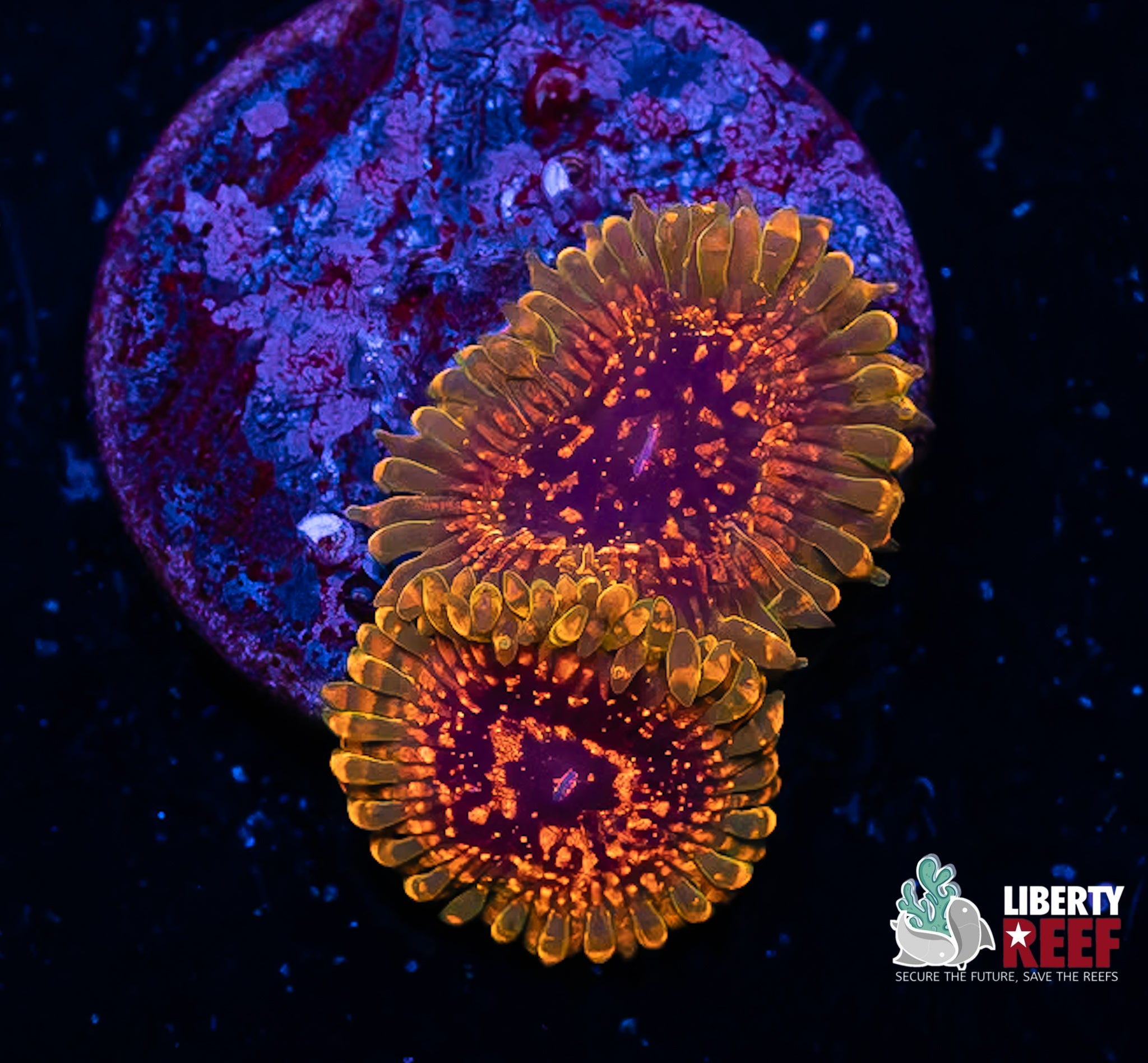 2p Predator Zoas (High End)