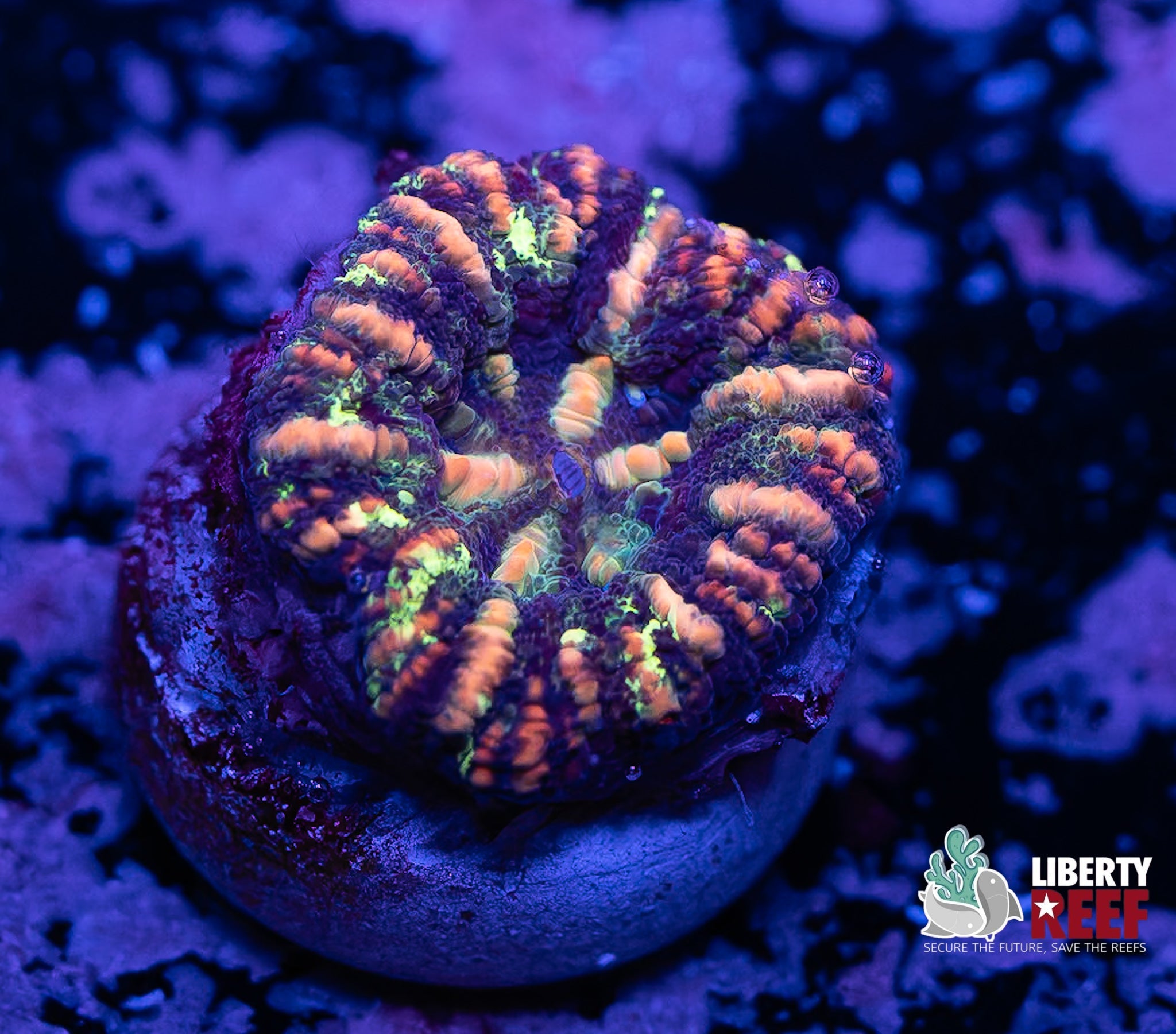 Liberty Reef Auction