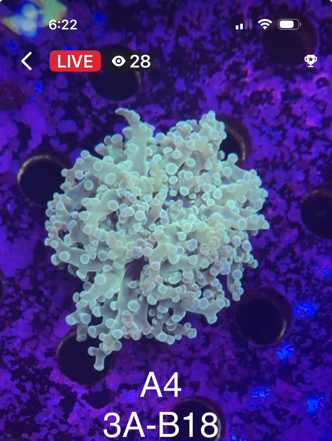8/16 Facebook Live Auction