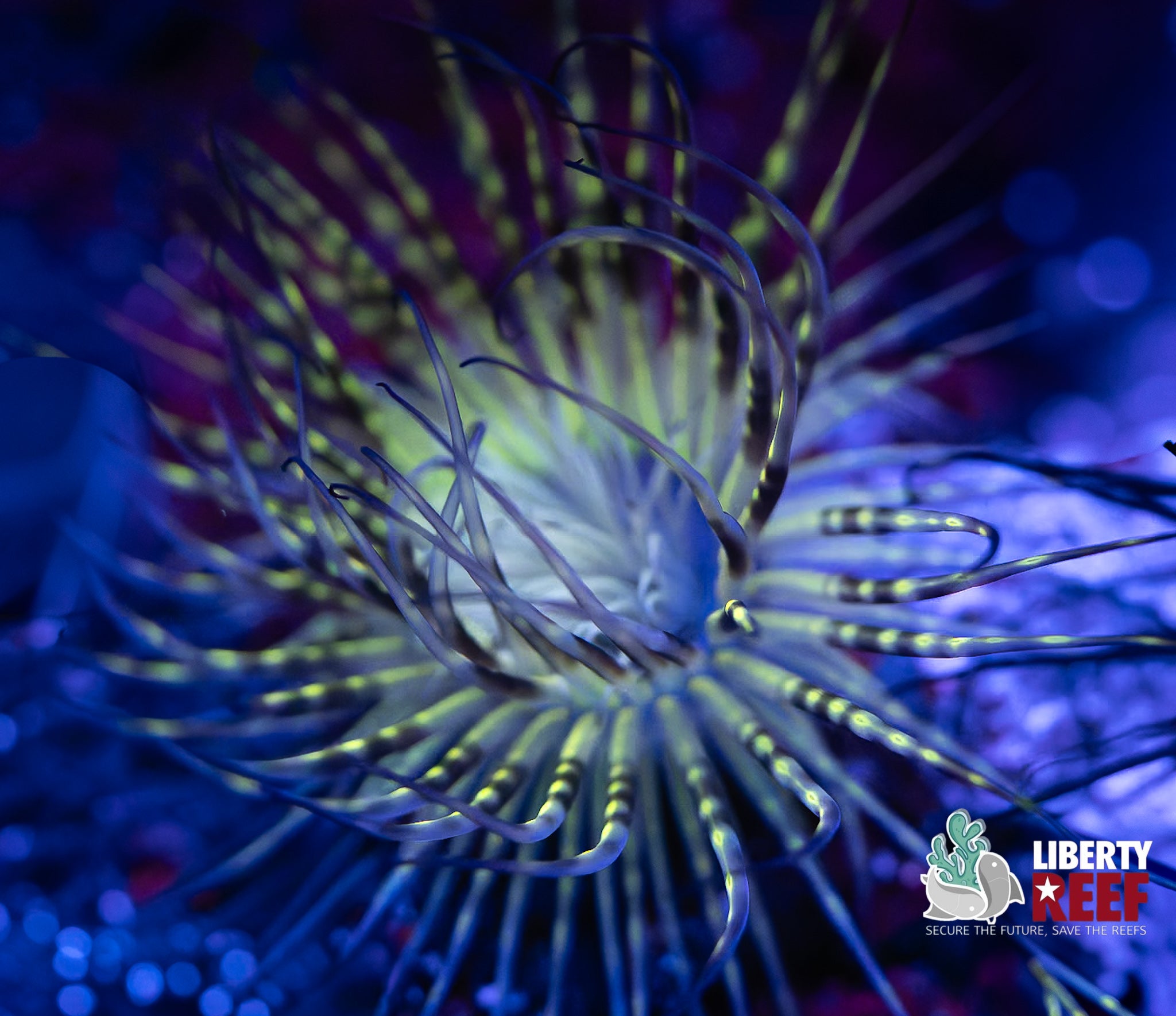 Bumblebee Tube Anenome