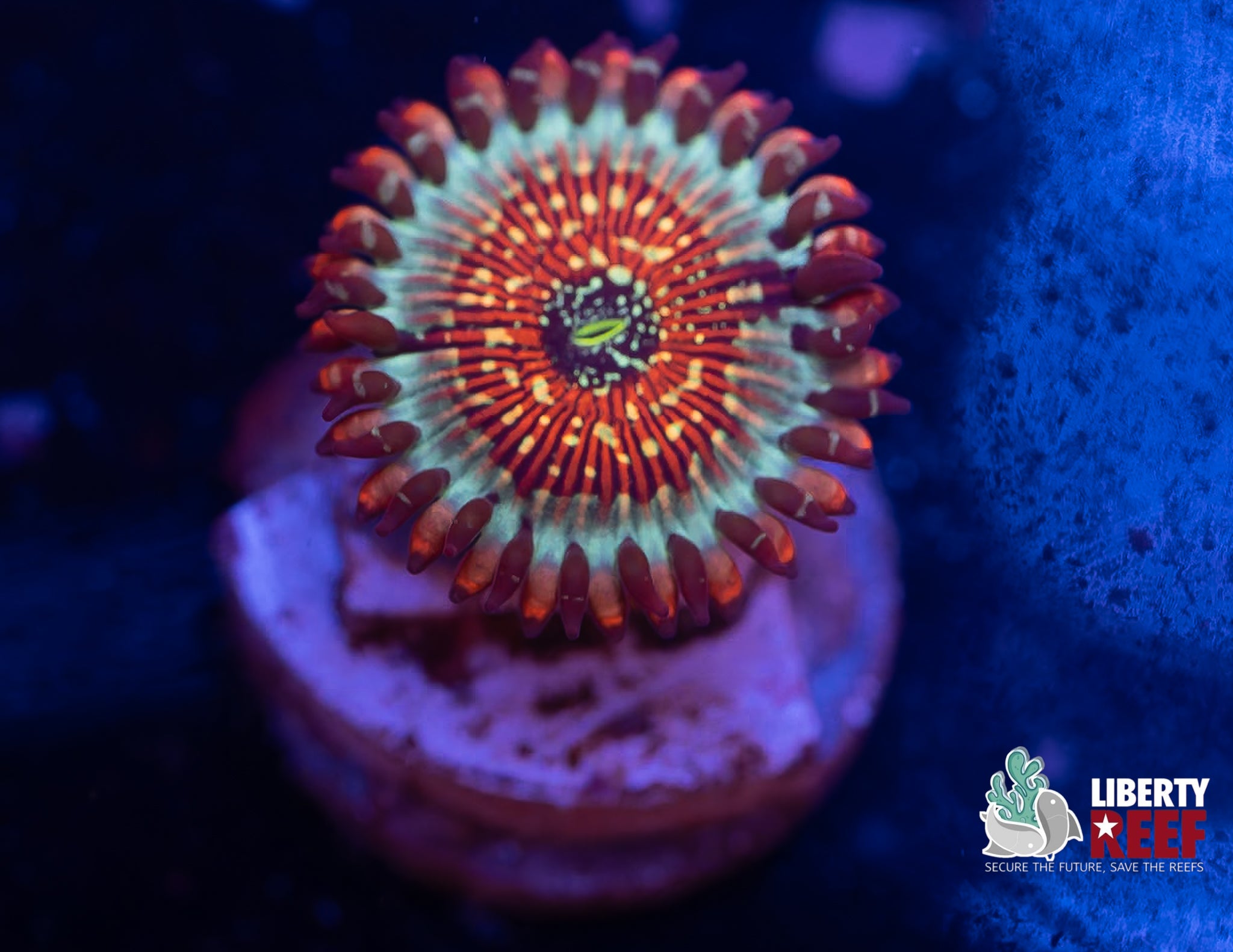 Seduction Zoas