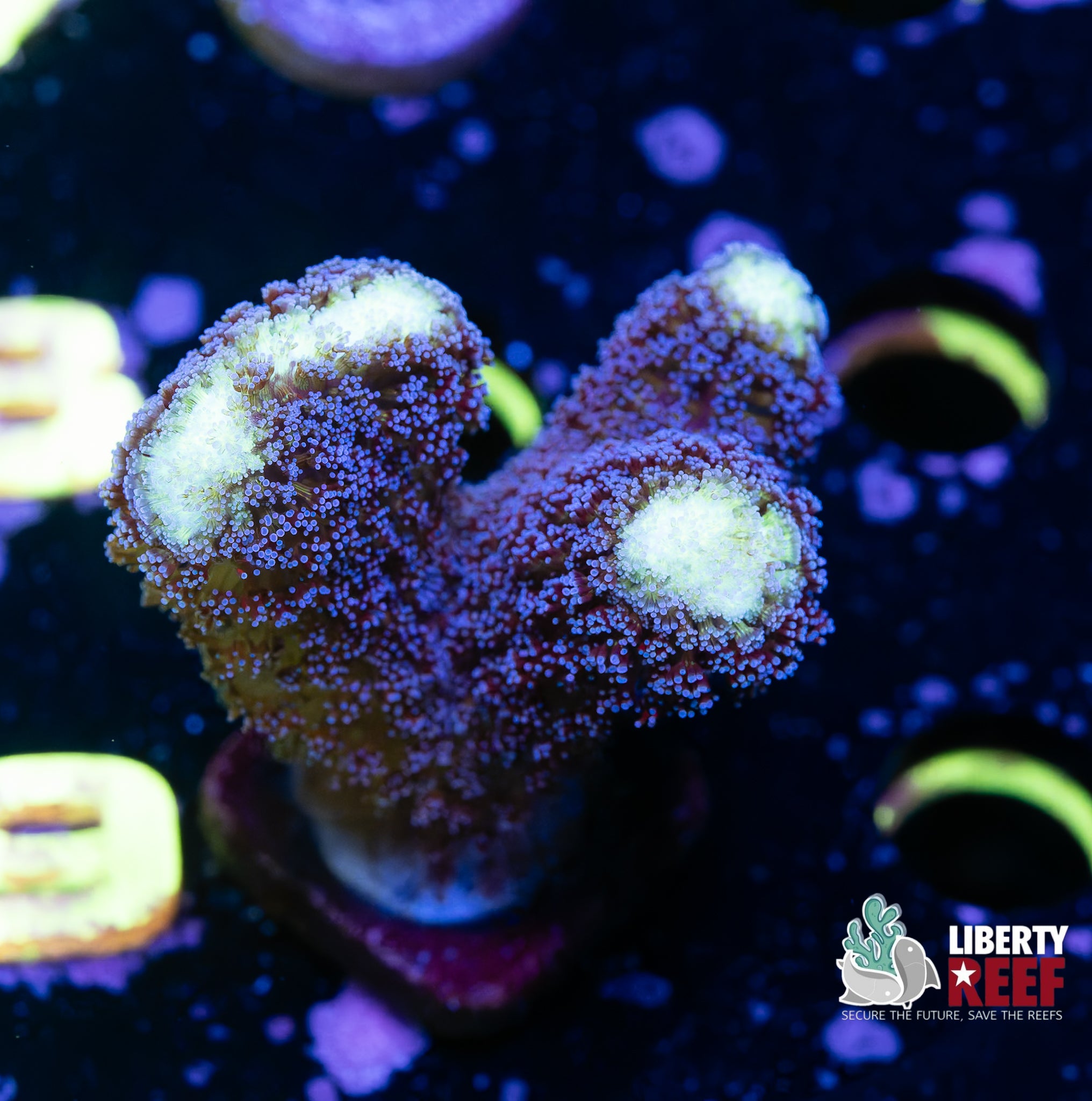 Blue Stylo Chunk