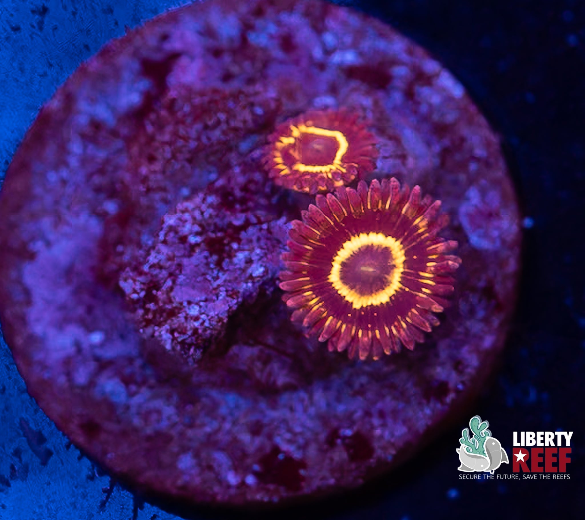 Stratosphere Zoas